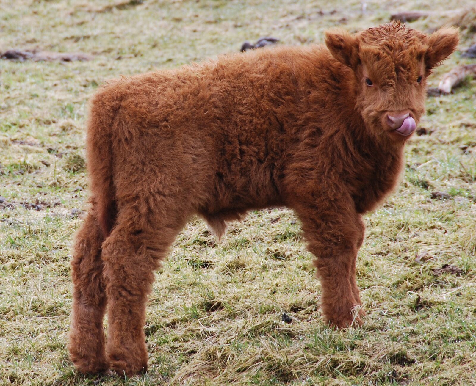 Nikon D40X sample photo. Galloway, scottish hochlandrind, calf photography