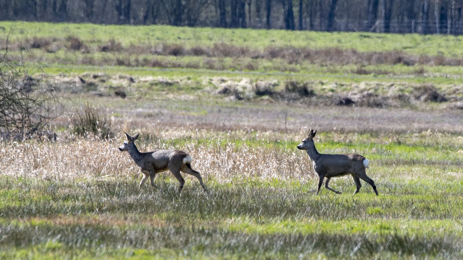 Nikon D500 sample photo. Ree, deer, nature photography