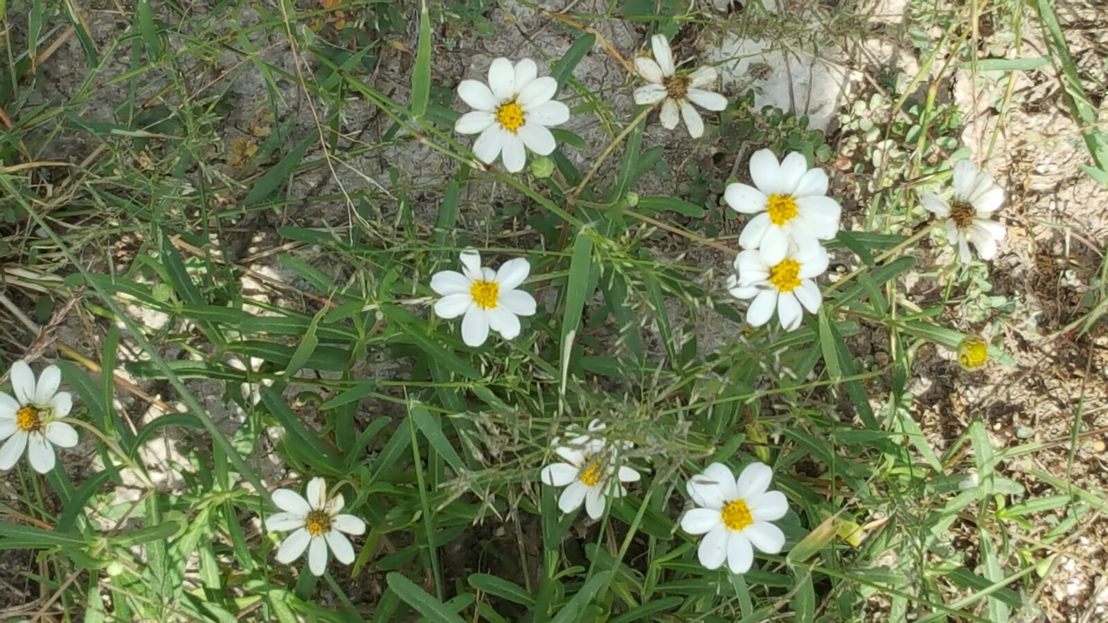 Samsung Galaxy Note5 sample photo. Country, daisies, field, white photography