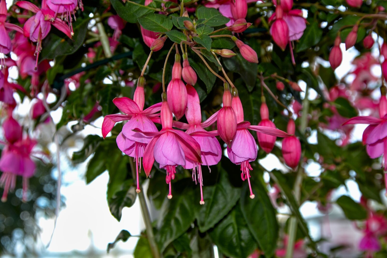 Nikon D3100 sample photo. Fuchsia, garden, nature photography