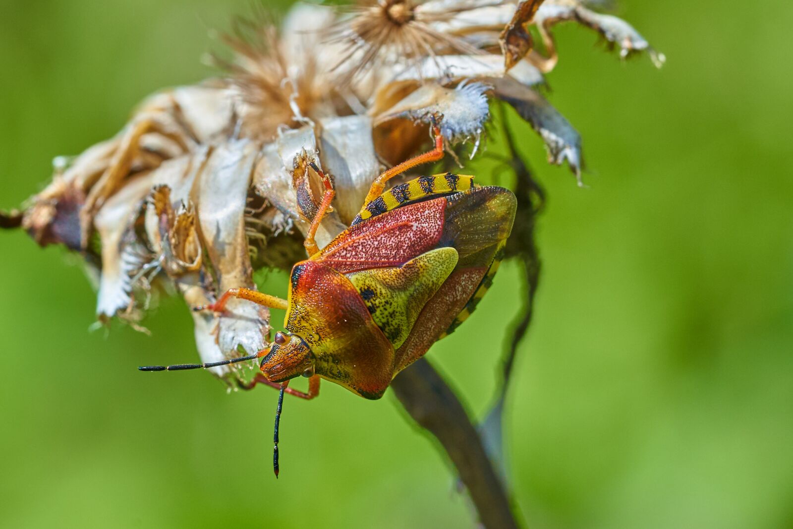 Sony a7 III sample photo. Beetle, flower, insect photography