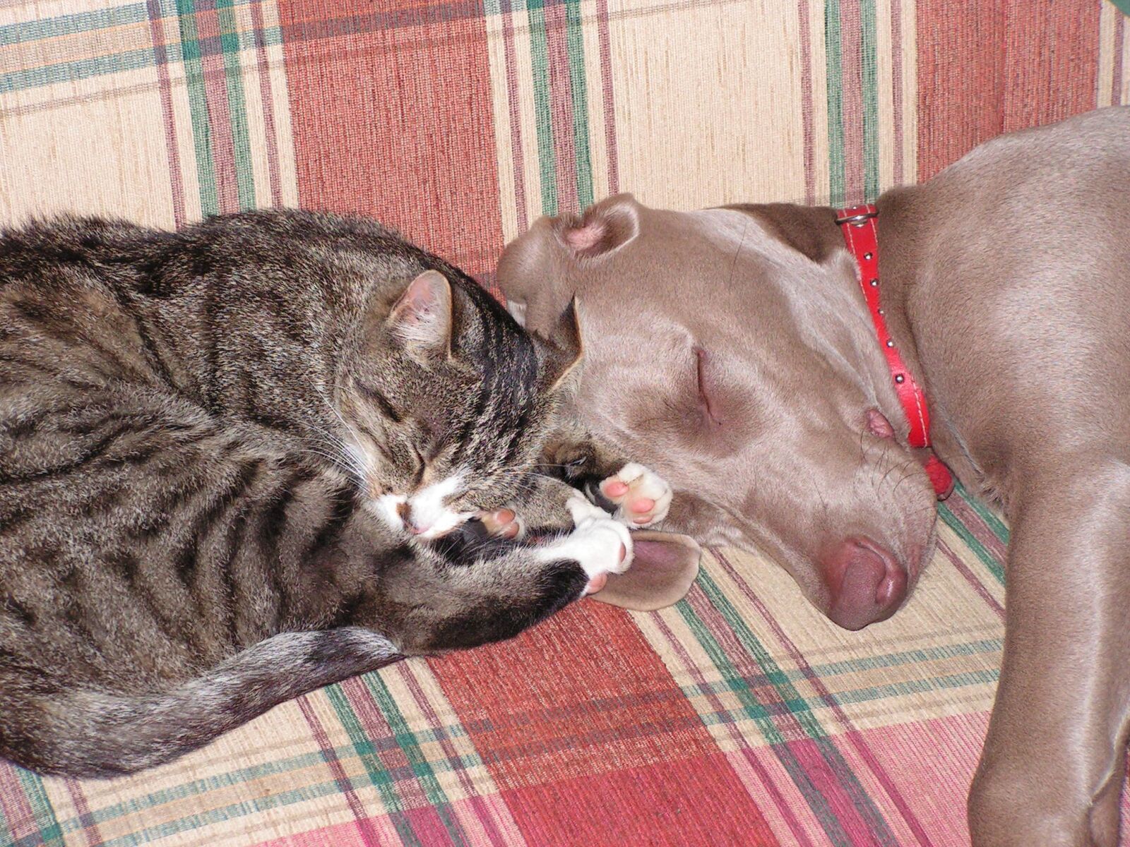 KONICA MINOLTA DiMAGE Z10 sample photo. Dog, cat, sweet photography