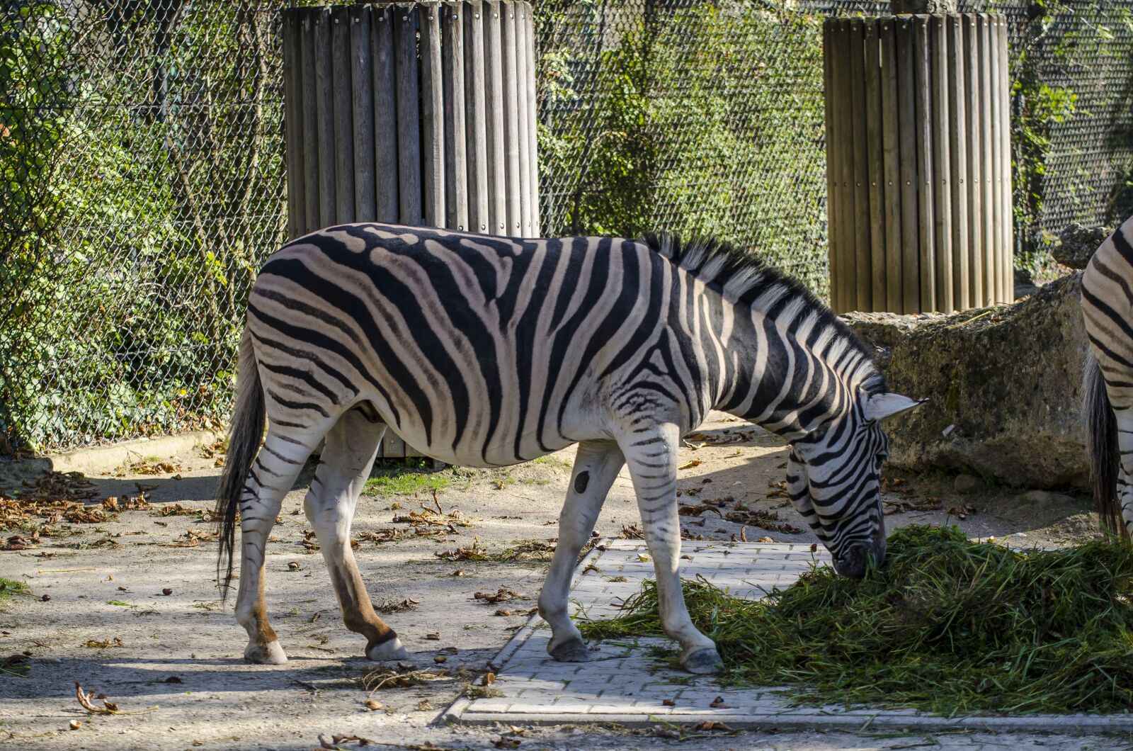 Nikon D7000 sample photo. Zoo, zebra, vienna photography