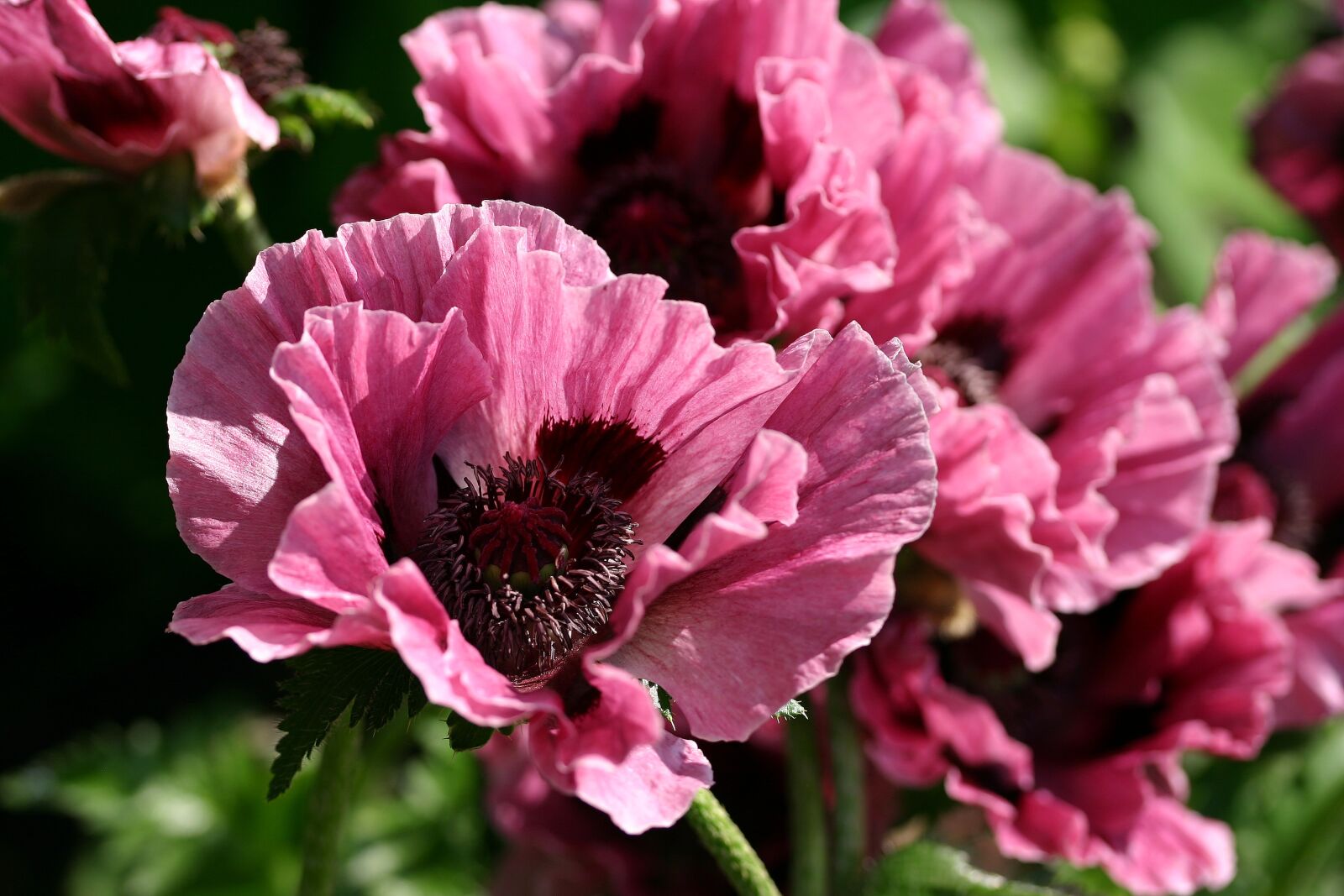 Canon EOS 300D (EOS Digital Rebel / EOS Kiss Digital) sample photo. Poppy flower, garden, flowers photography