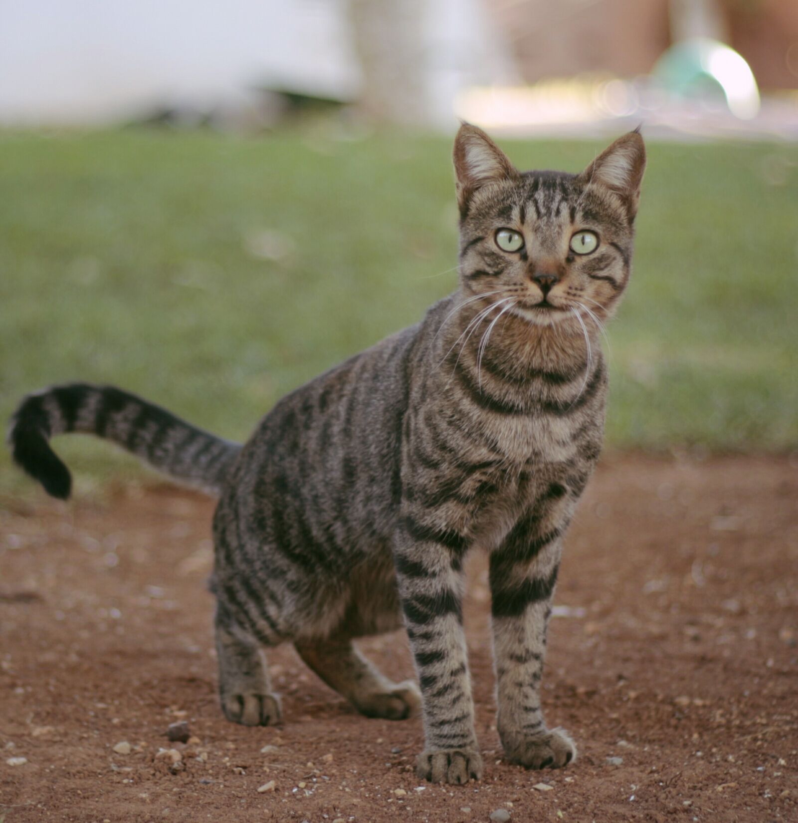 Canon EOS 650D (EOS Rebel T4i / EOS Kiss X6i) + Canon EF 50mm F1.8 II sample photo. Cat, cakir photography