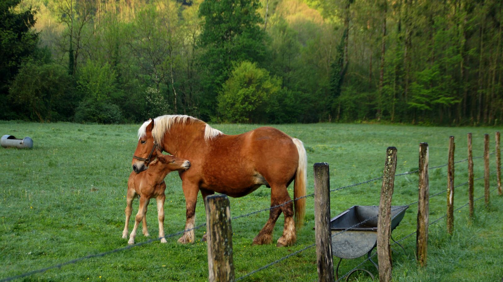 Sony SLT-A55 (SLT-A55V) sample photo. Horses, jura, roux photography