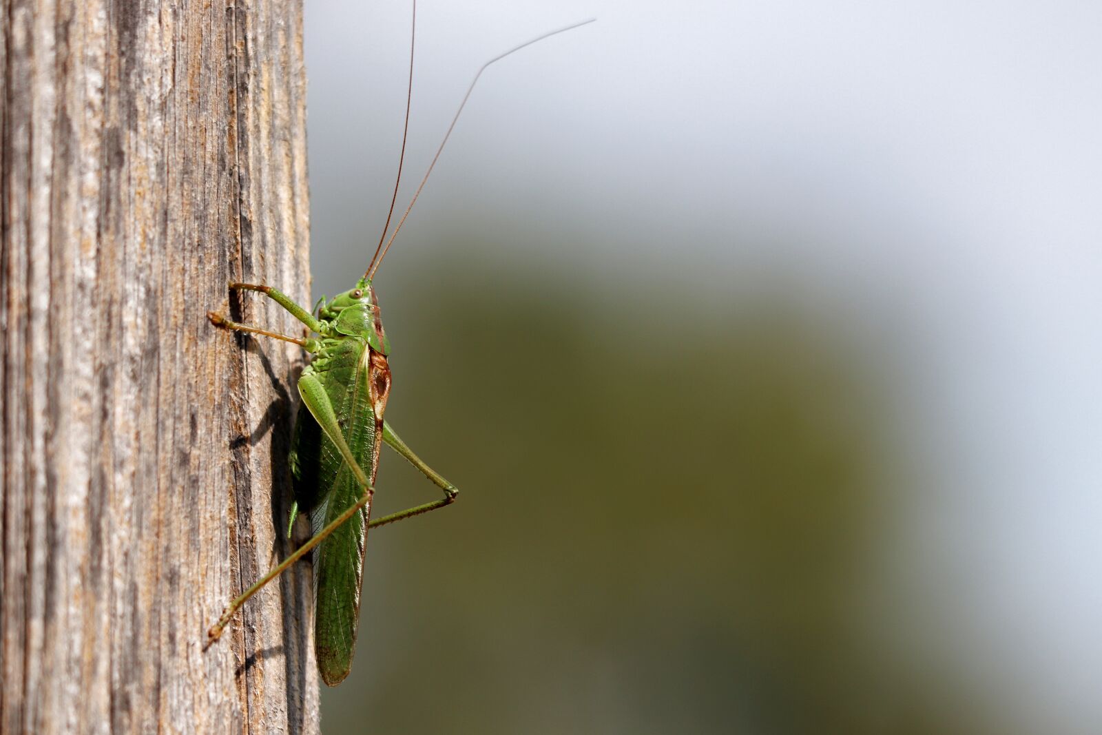 Canon EF 70-300 F4-5.6 IS II USM sample photo. Grasshopper, grille, insect photography