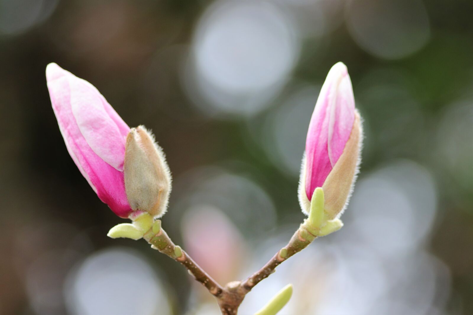 Canon EOS 200D (EOS Rebel SL2 / EOS Kiss X9) sample photo. Spring, magnolia buds, pink photography