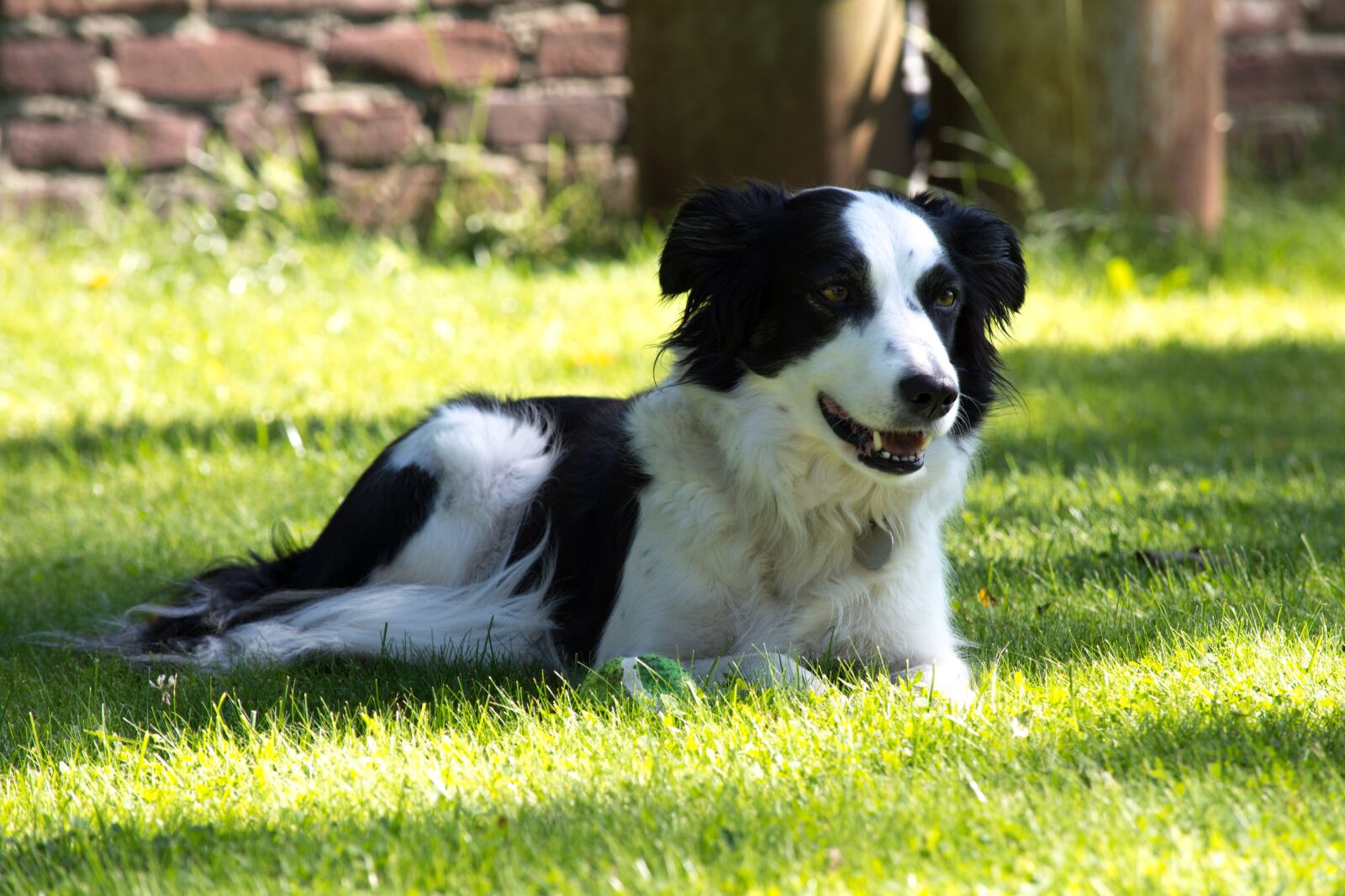 Nikon D5200 sample photo. Dog, outside, grass photography