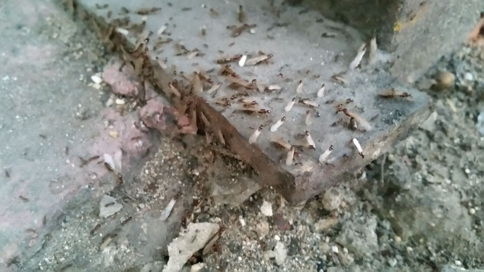 Samsung Galaxy S5 sample photo. Ants, ants nest, flying photography