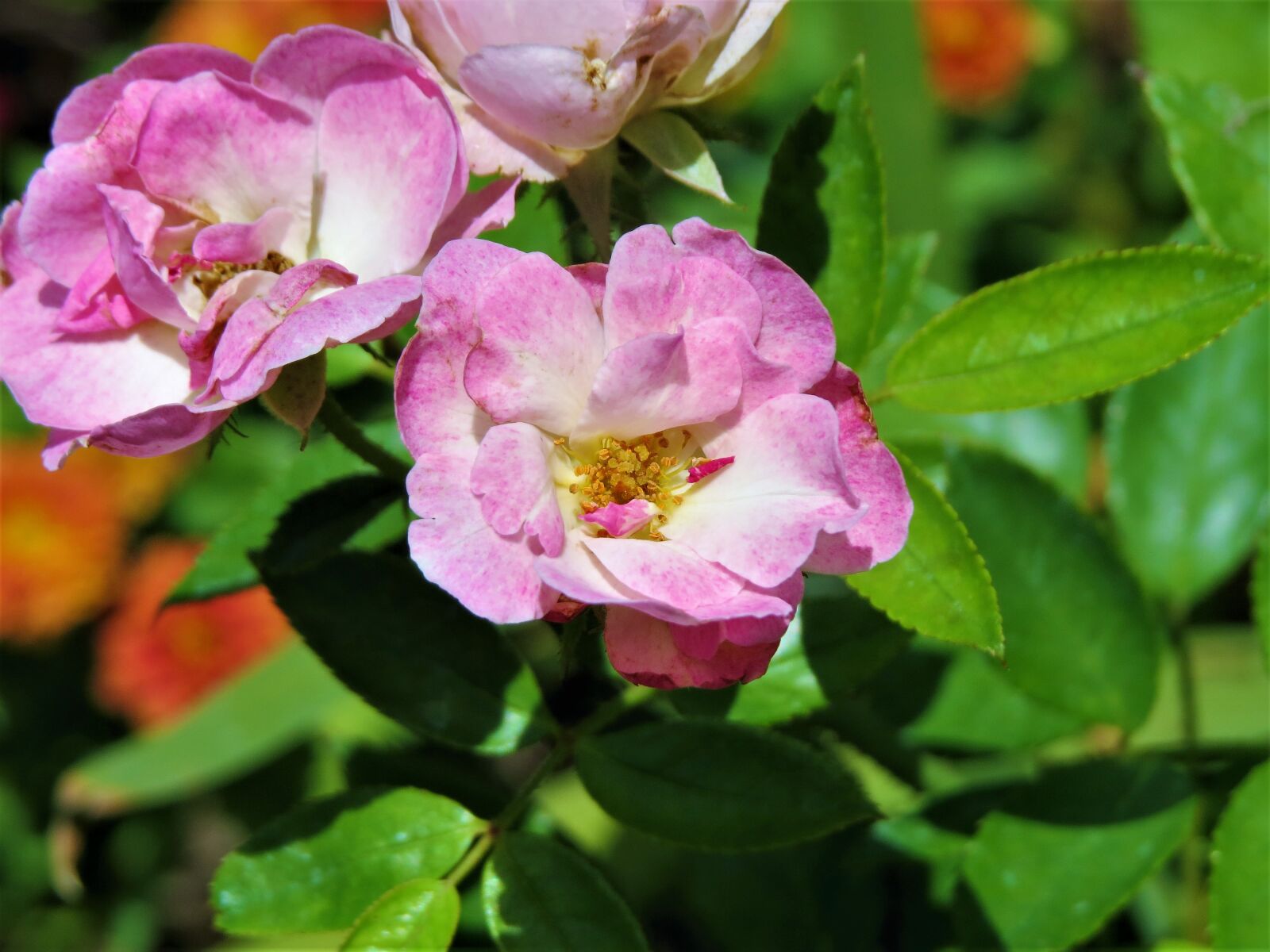 Canon PowerShot SX50 HS sample photo. Flower, pink, yellow photography