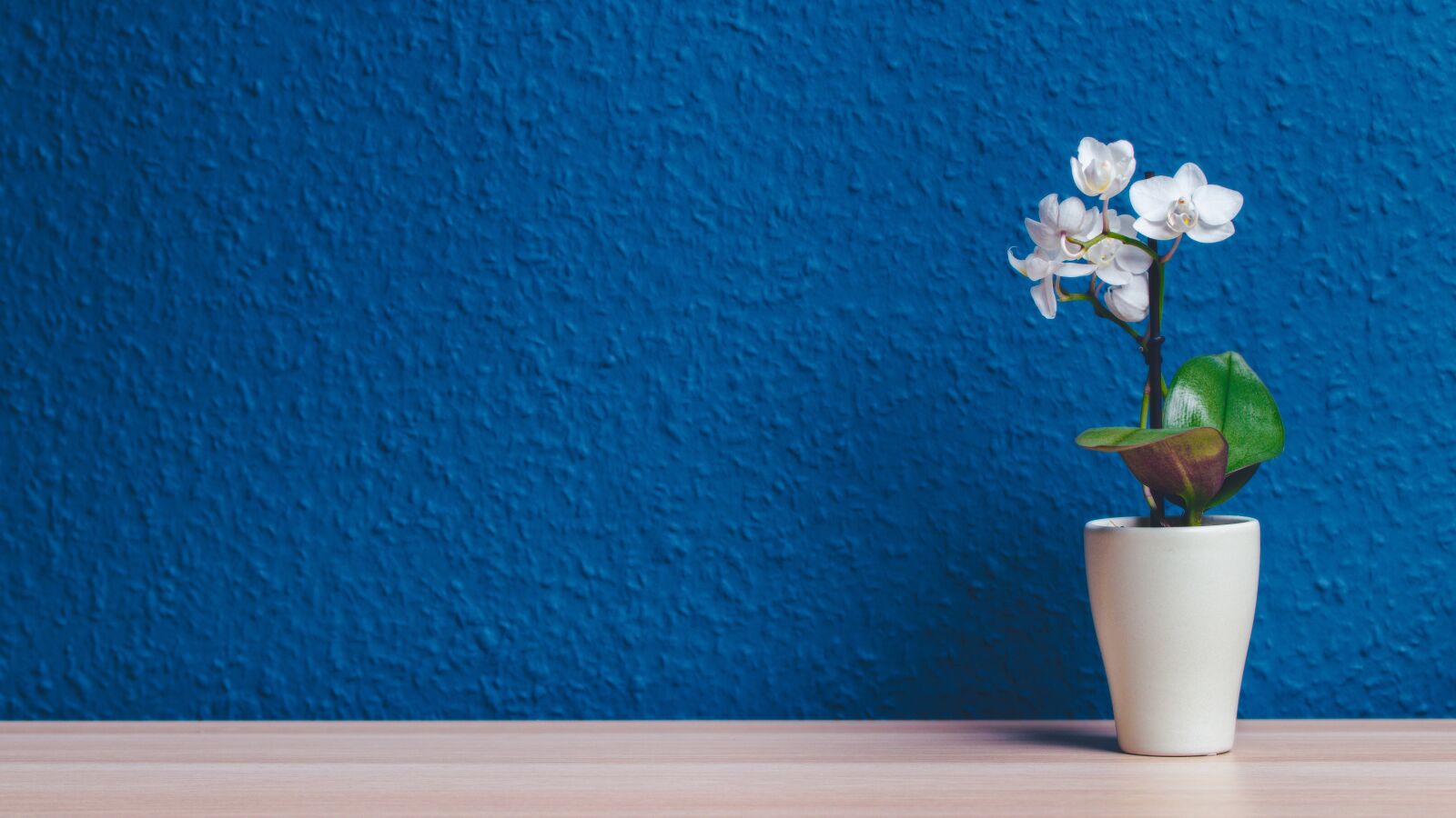 Canon EOS 80D sample photo. Flower, orchid, flower pot photography