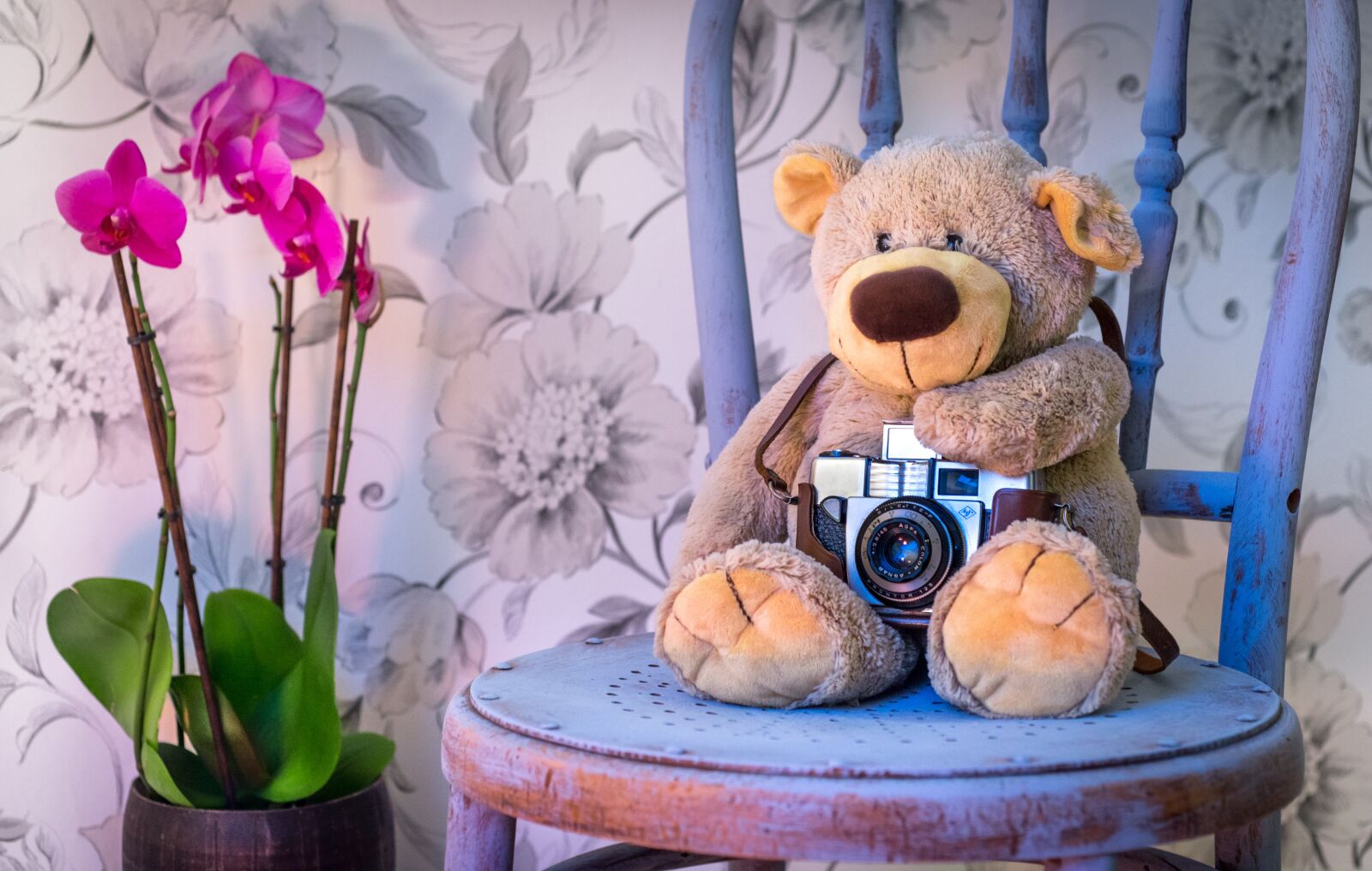 Nikon D610 sample photo. Teddy bear, camera, orchids photography