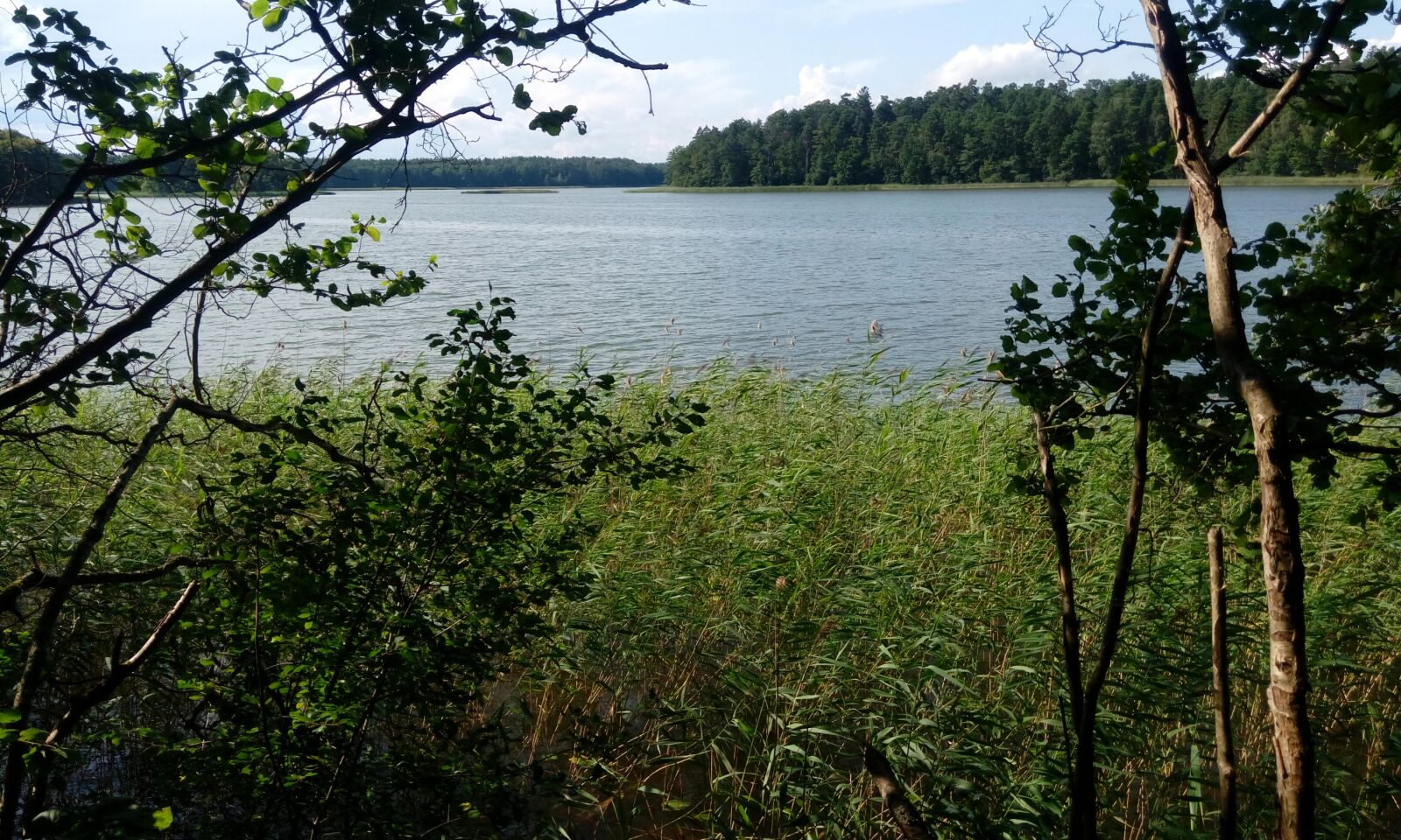 HTC DESIRE 820G PLUS DUAL SIM sample photo. Lake, trees, water photography