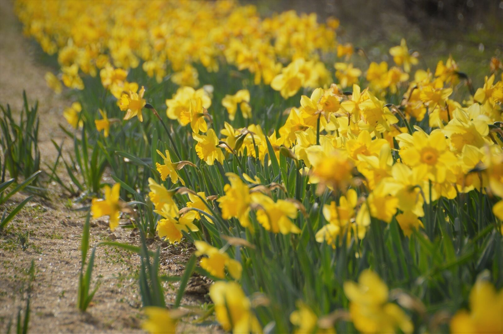 Nikon D3200 sample photo. Daffodil, flower, petal photography