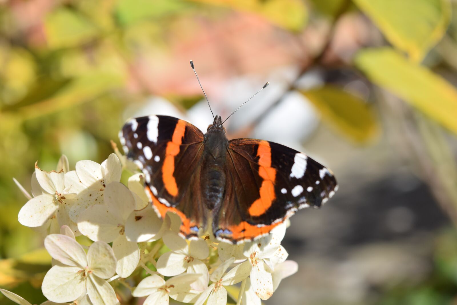 Nikon D5300 sample photo. Summer, nature, butterfly photography