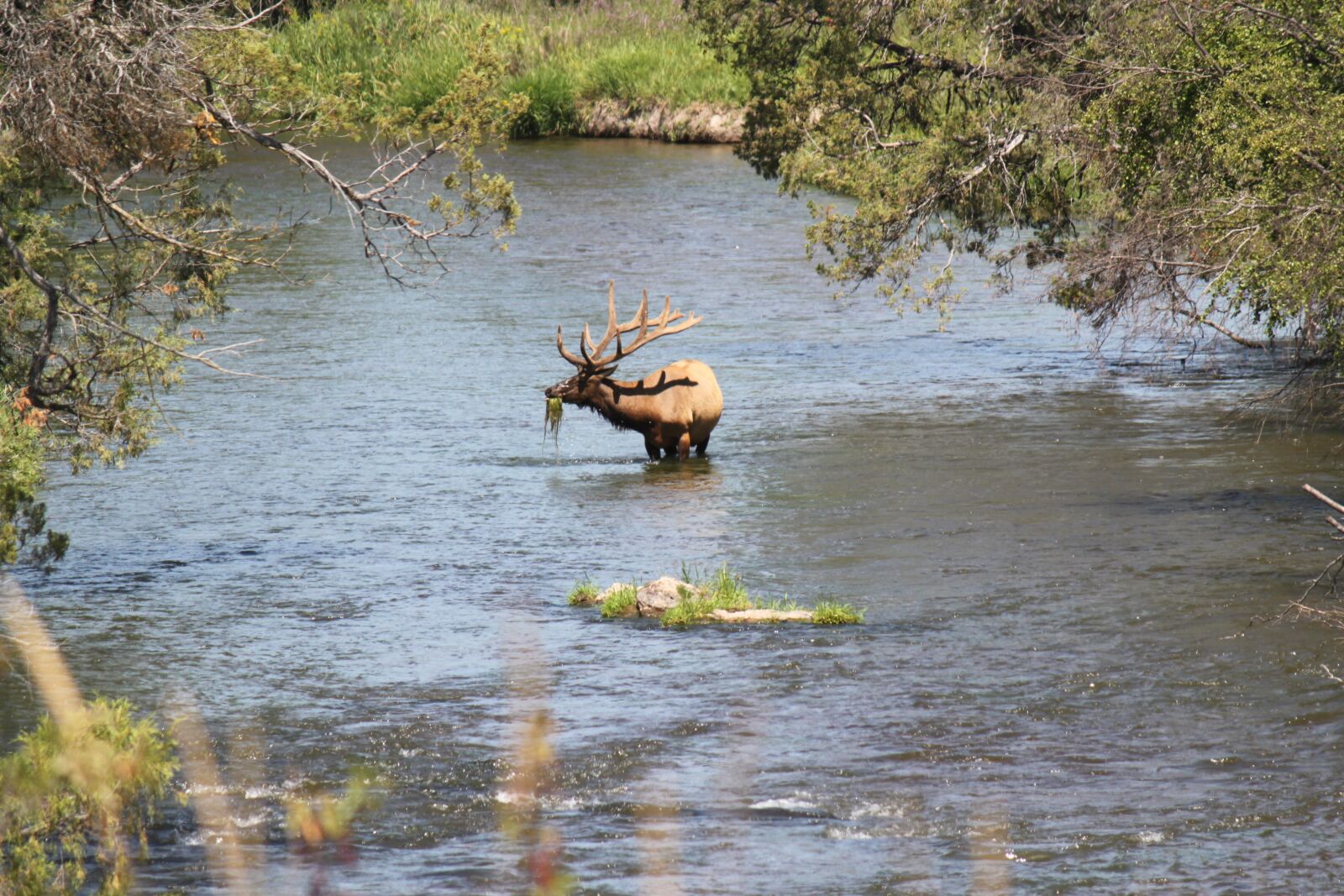 Canon EOS 500D (EOS Rebel T1i / EOS Kiss X3) sample photo. River, elk, wildlife photography