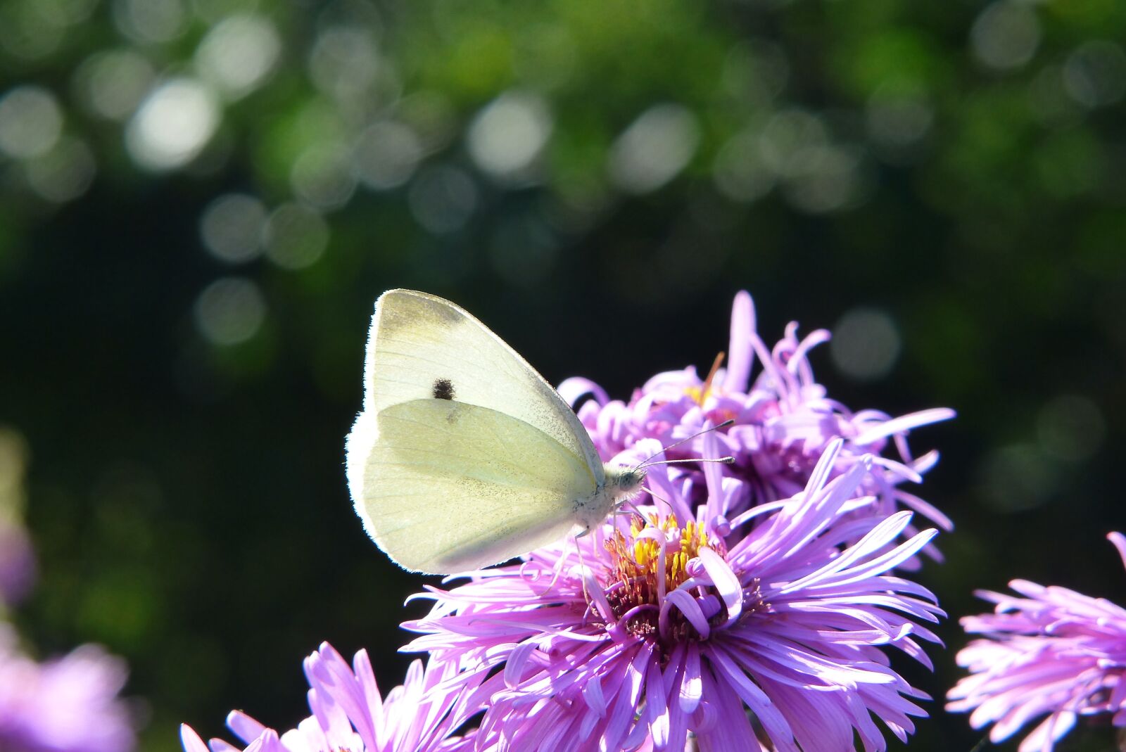 Panasonic Lumix DMC-FZ200 sample photo. Bielinek rzepnik, insect, tom photography