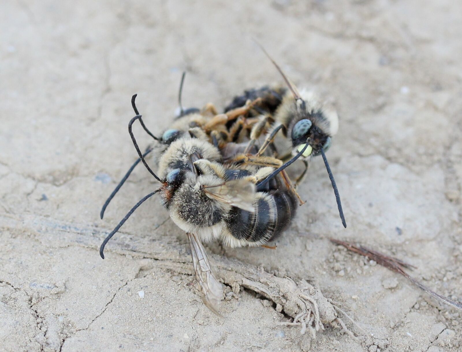 Canon EF-S 60mm F2.8 Macro USM sample photo. Bee, struggle, insecta photography