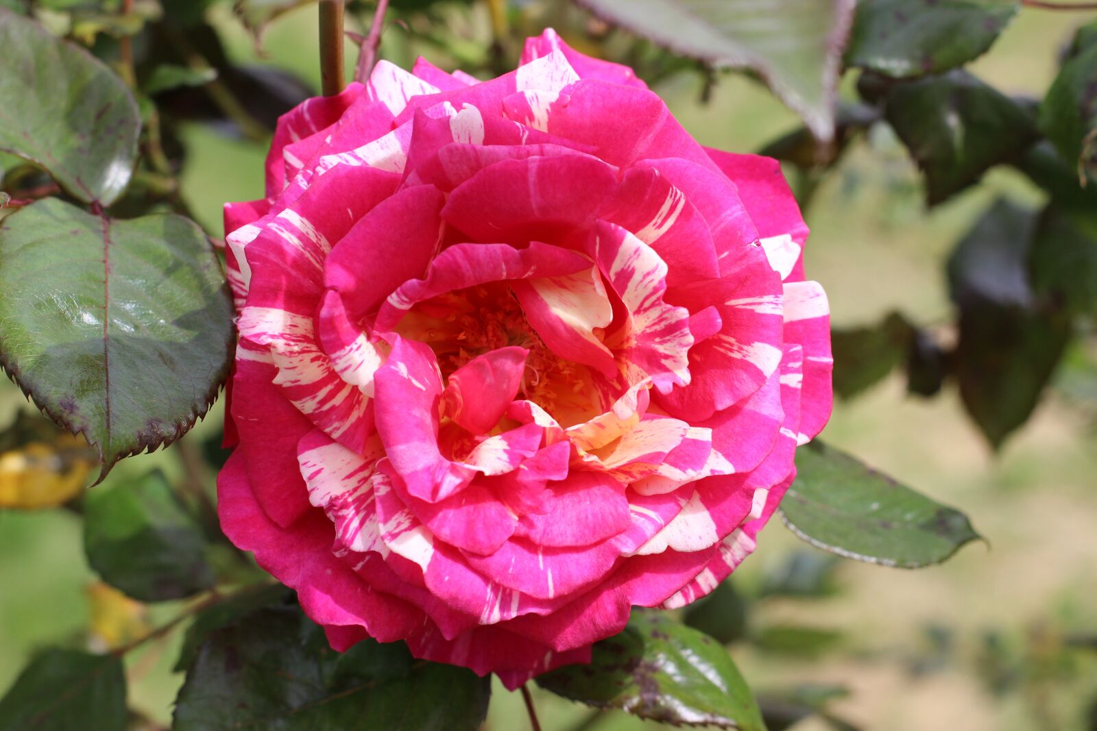 Canon EOS 600D (Rebel EOS T3i / EOS Kiss X5) sample photo. Multicolored pink, pink, multicoloured photography