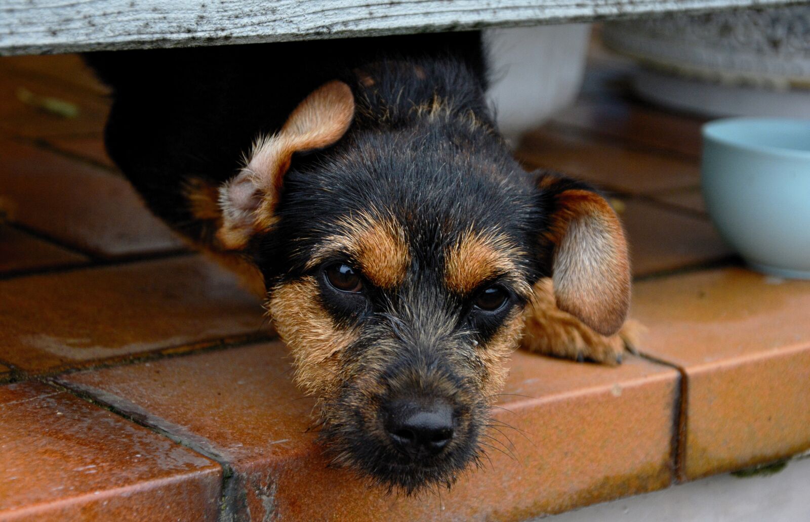 Nikon D5200 sample photo. Dog, puppy, pet photography