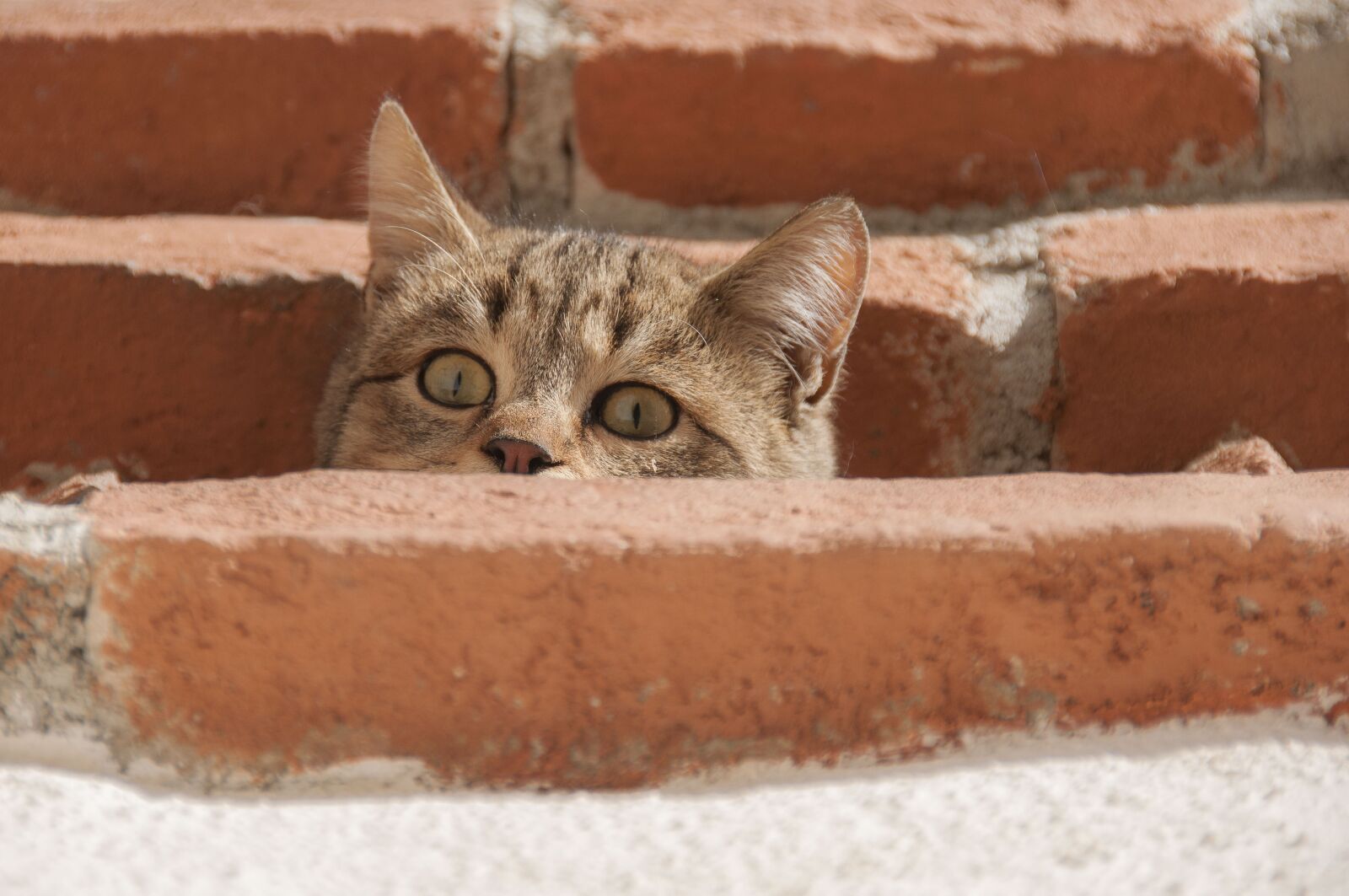Nikon D90 sample photo. Cat, curious, young cat photography