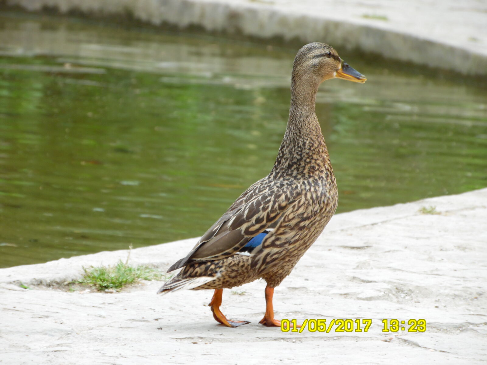 Samsung WB1100F/WB1101F/WB1102F sample photo