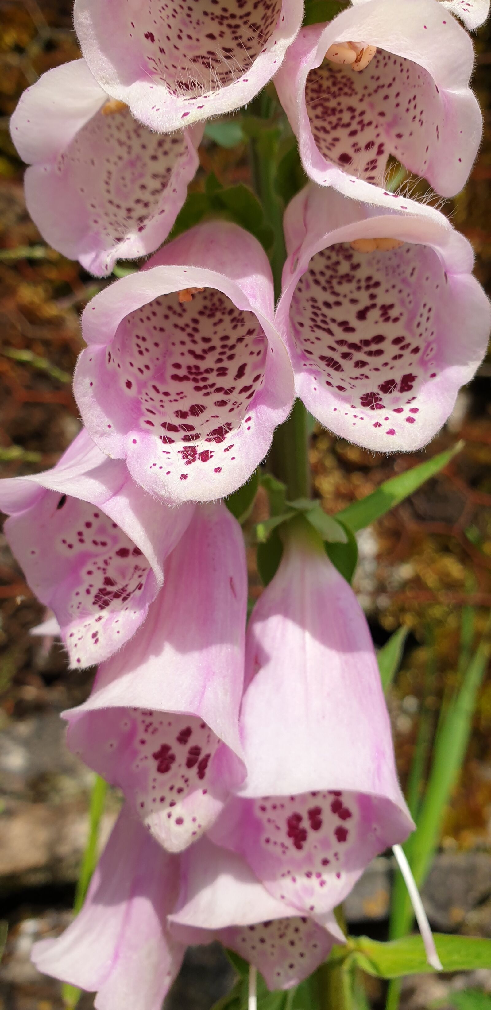 Samsung Galaxy S9+ sample photo. Macro, pink, fox glove photography