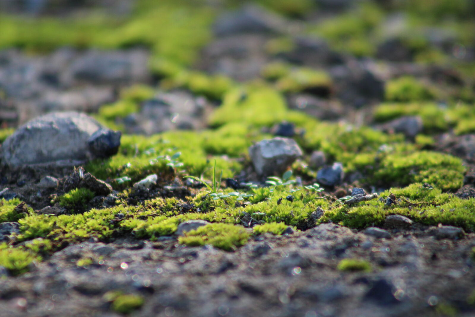 Canon EOS 700D (EOS Rebel T5i / EOS Kiss X7i) + Canon EF 75-300mm f/4-5.6 sample photo. Moss, rocks, etherial, background photography