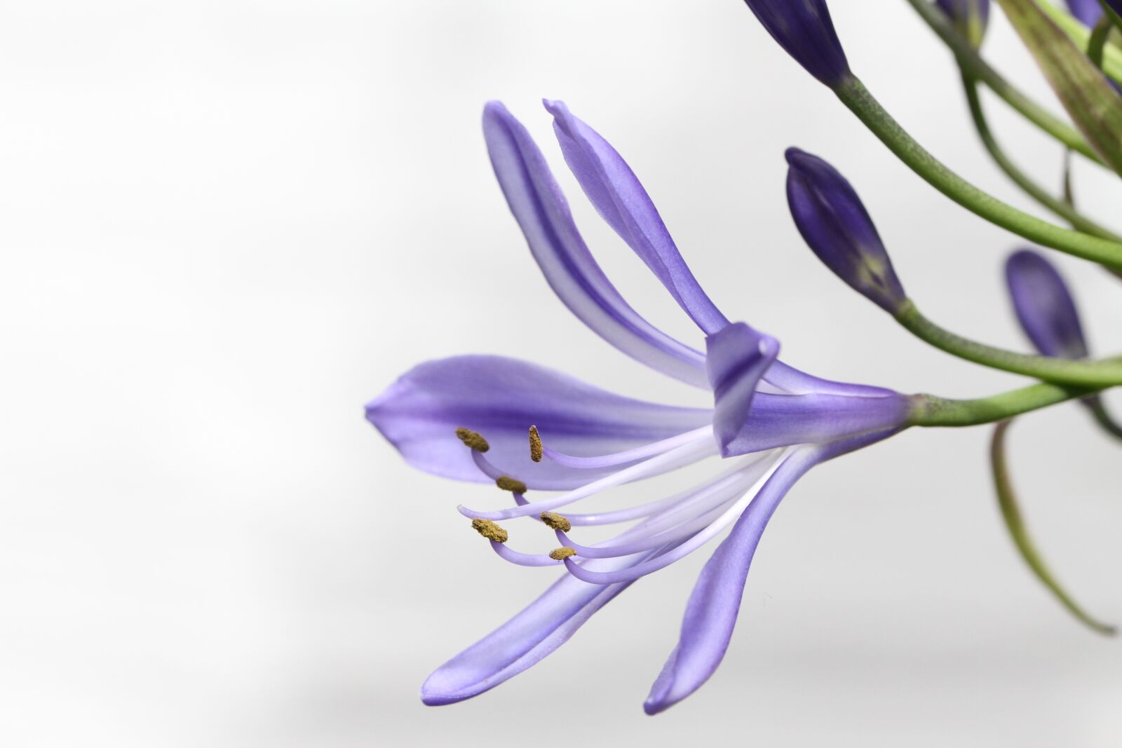 Canon EOS 7D sample photo. Agapanthus, flowers, lily photography