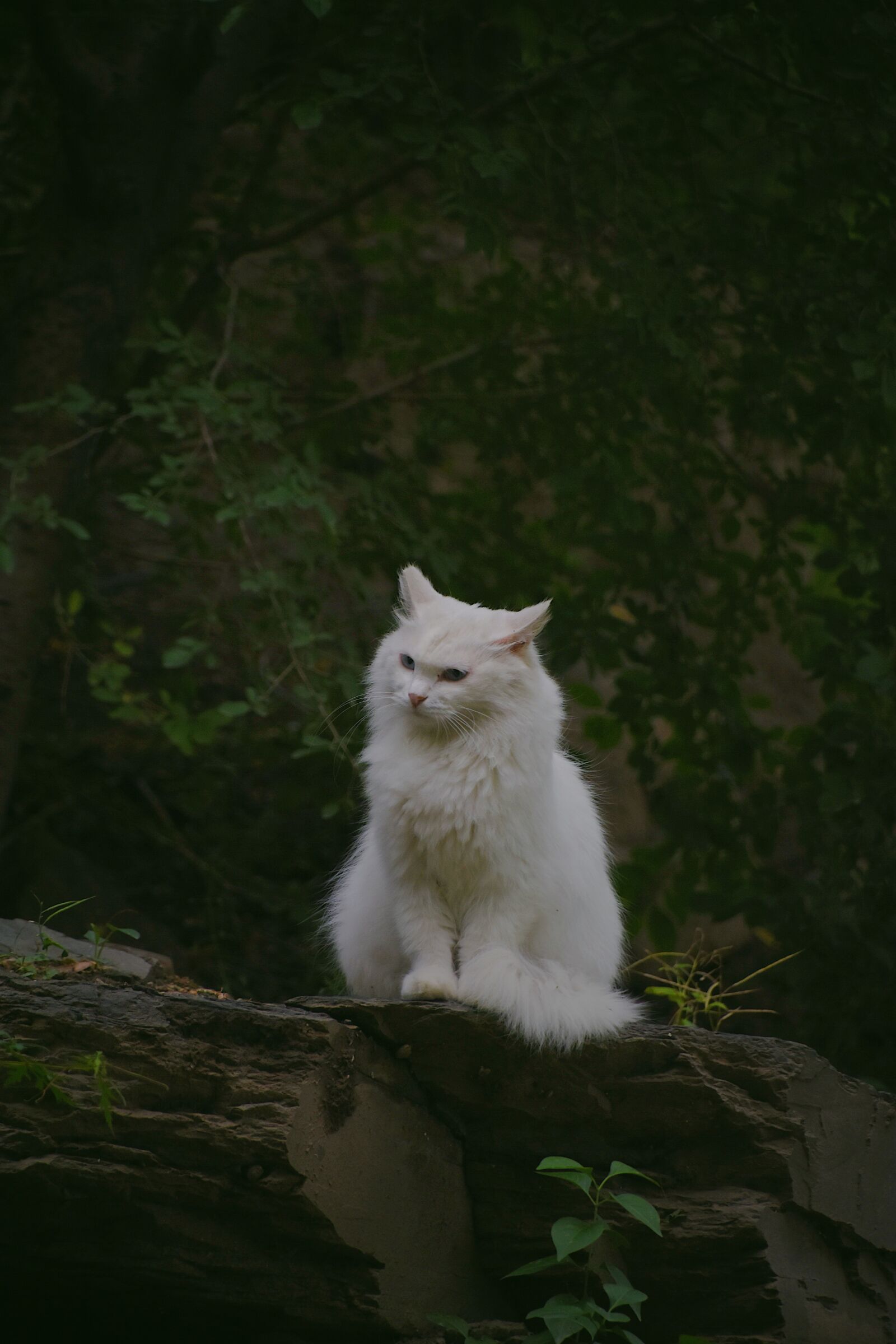 Nikon D7200 sample photo. Cat, animal, white photography