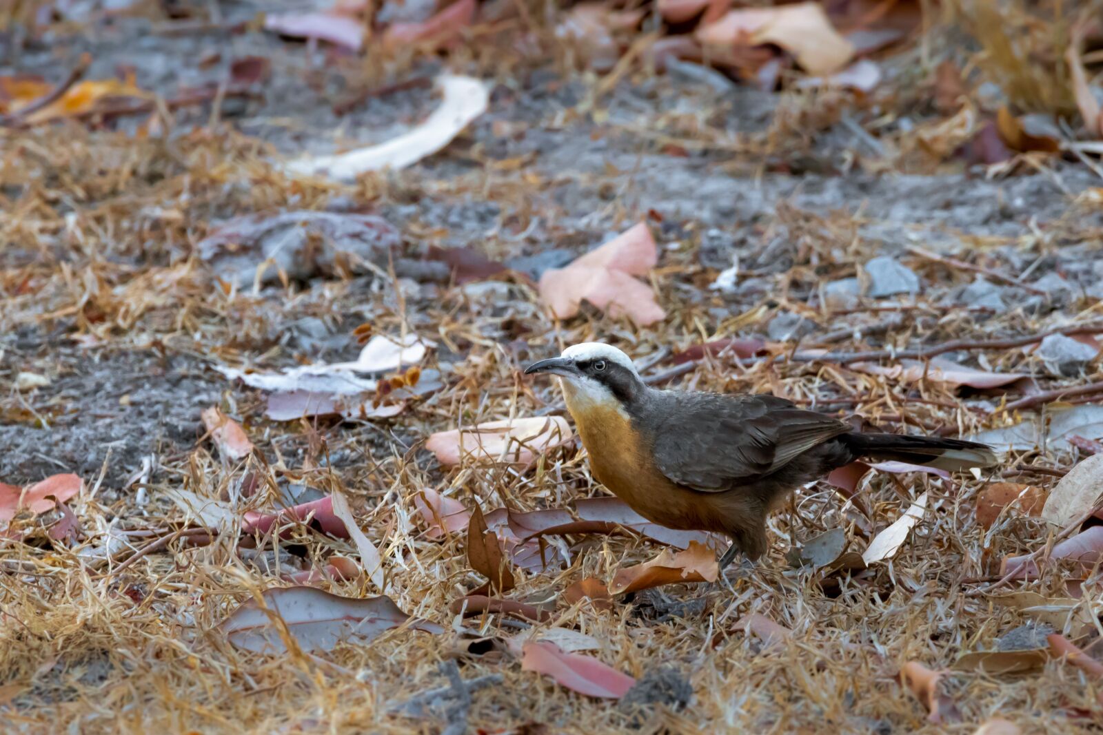 Canon EOS 80D sample photo. Babbler, birds, wildlife photography