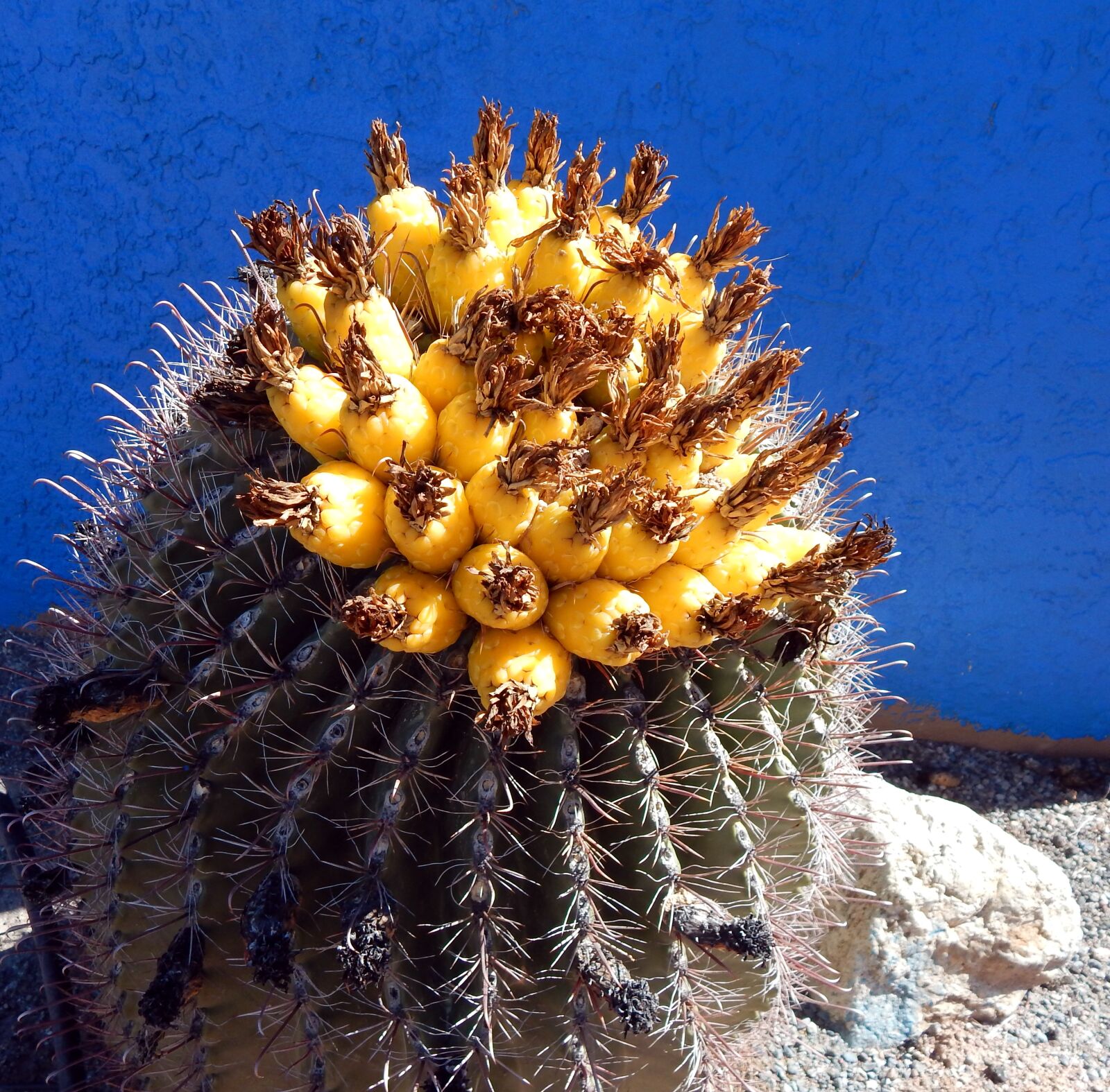 Nikon Coolpix L830 sample photo. Cactus, desert, golden barrel photography