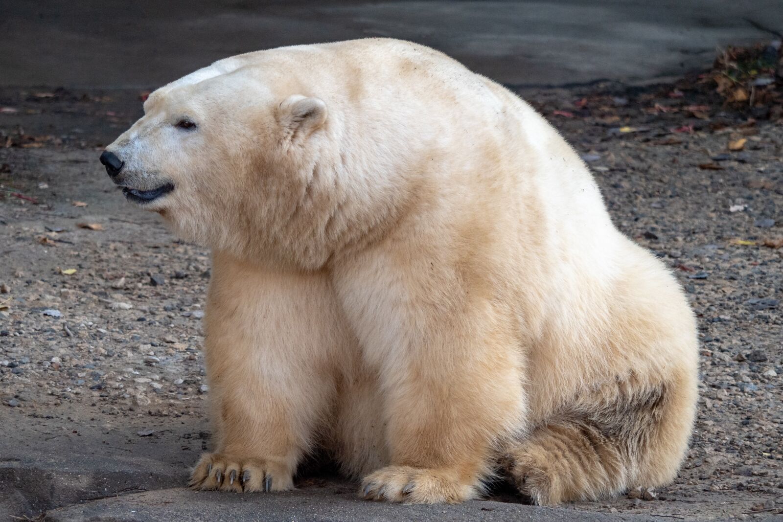 LUMIX G VARIO 100-300/F4.0-5.6II sample photo. Zoo, polar bear, bear photography