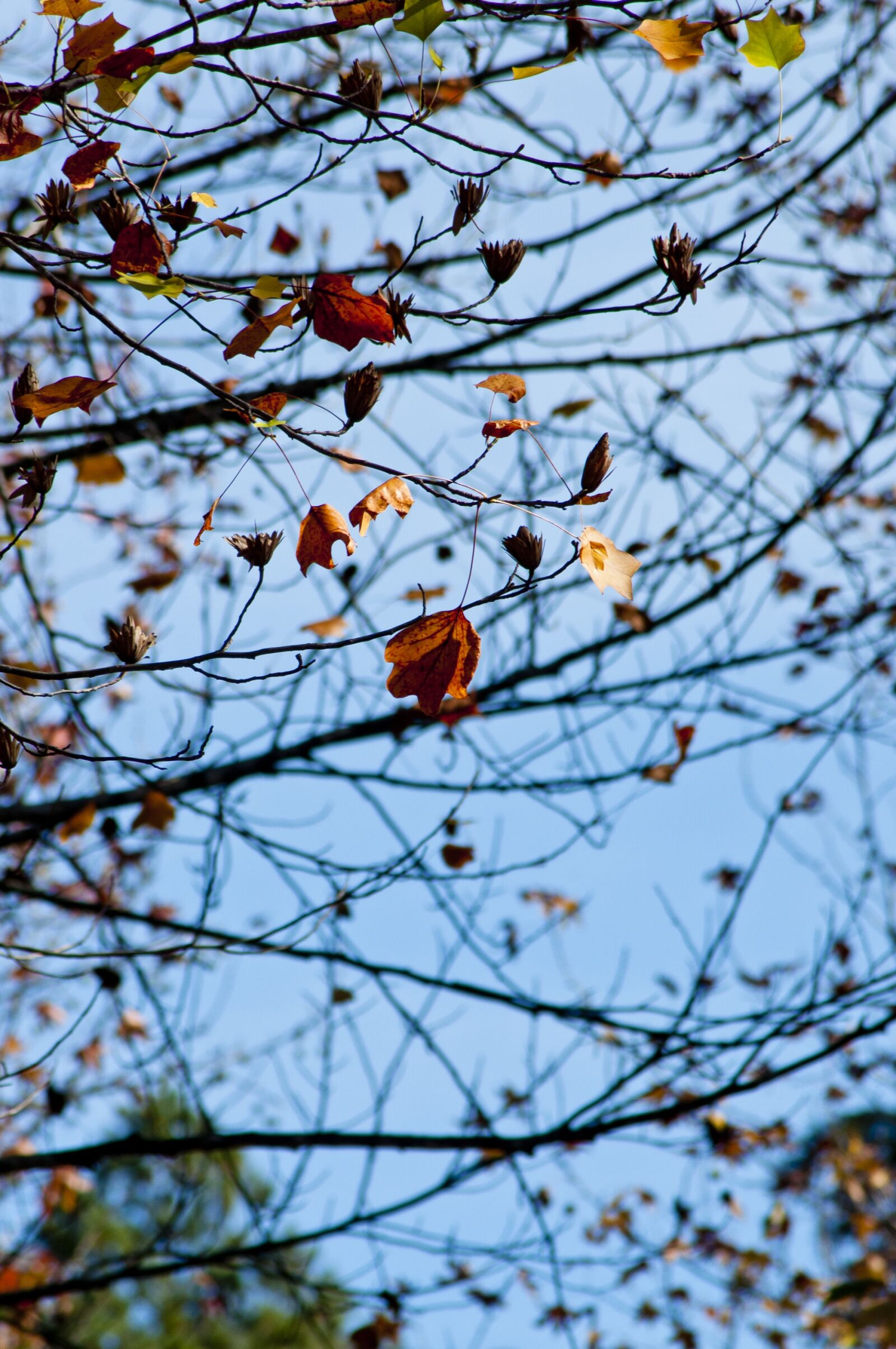 Nikon D90 sample photo. Autumn, lawn, leaves photography