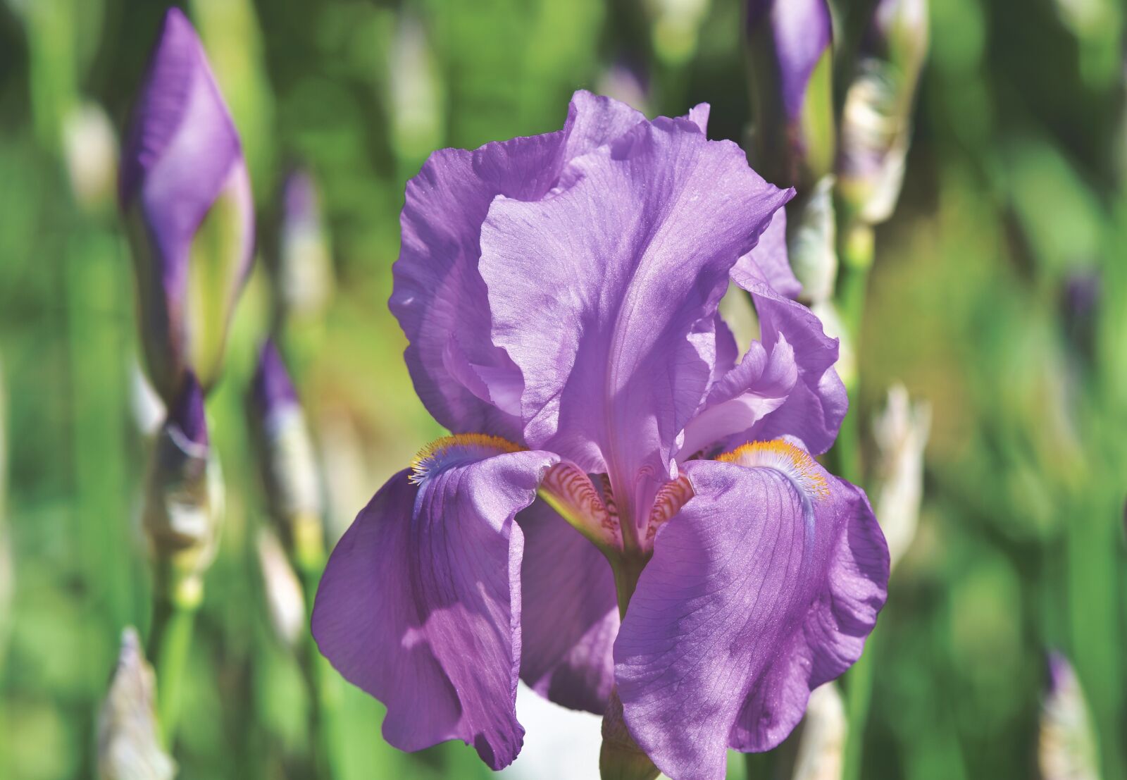 Nikon D7200 sample photo. Iris, iridaceae, purple photography