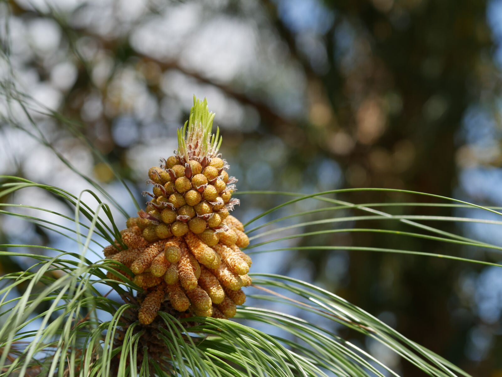 Panasonic DMC-G70 sample photo. Pine cones, mediterranean trees photography