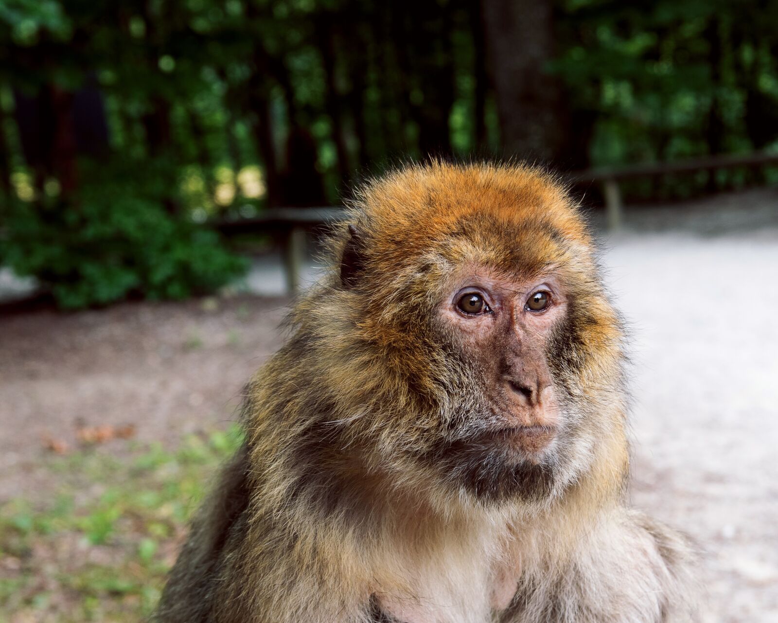 Canon EOS 80D sample photo. Monkey, barbary ape, primate photography