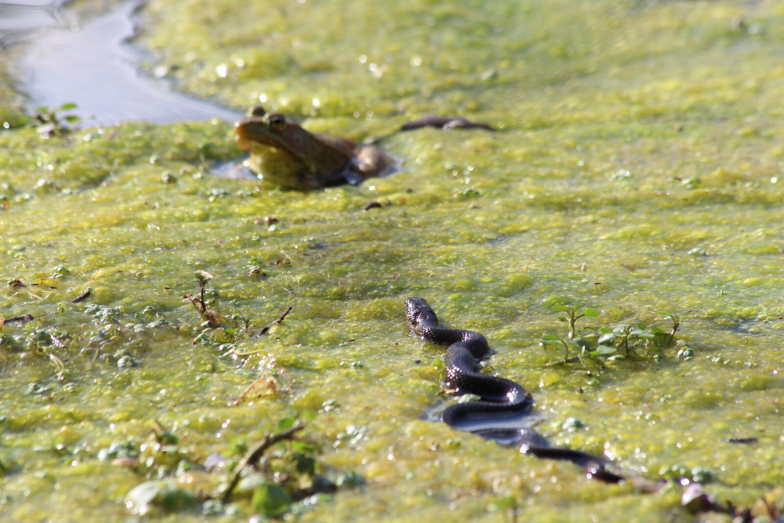 Canon EOS 700D (EOS Rebel T5i / EOS Kiss X7i) + Canon EF 70-300mm F4-5.6 IS USM sample photo. Frog, snake, stalk photography