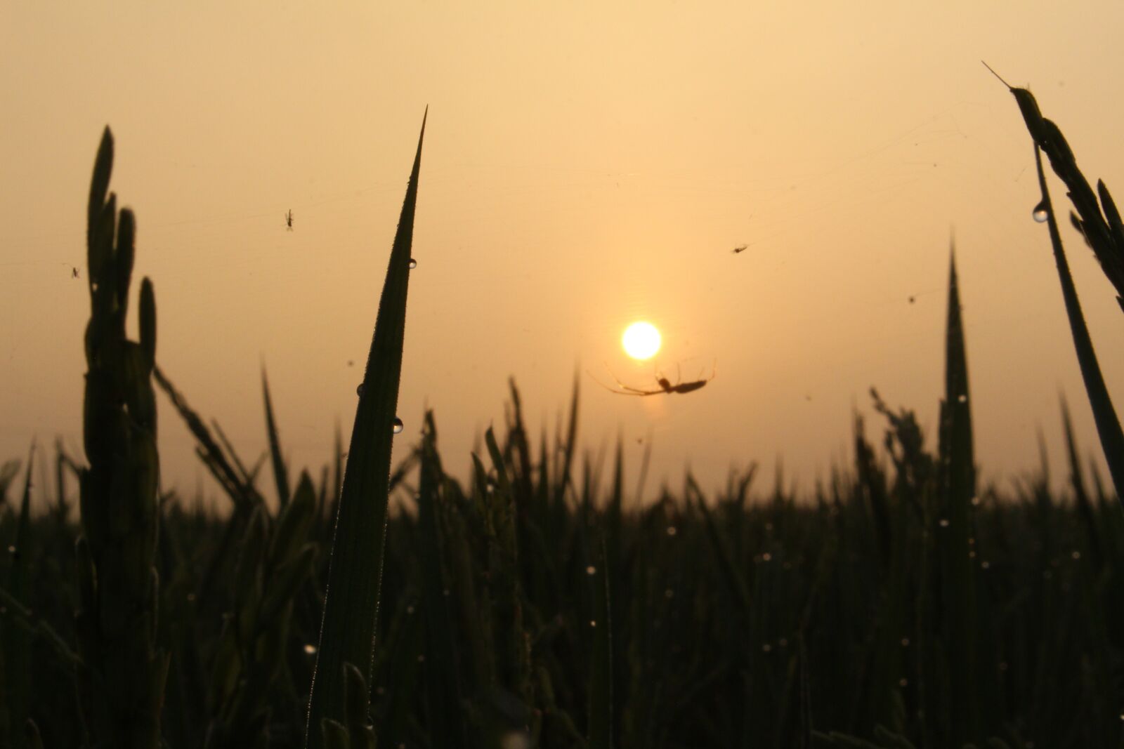 Canon EOS 700D (EOS Rebel T5i / EOS Kiss X7i) sample photo. The sun, dawn, orange photography