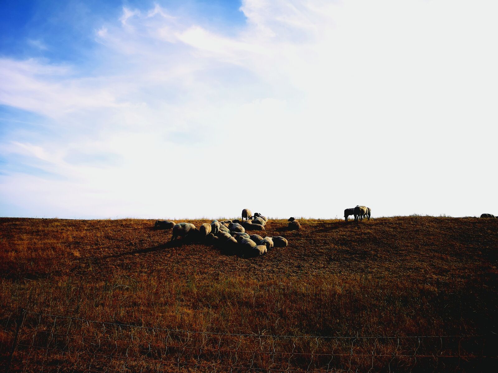 HUAWEI CLT-L29 sample photo. Sheep, sky, pasture photography