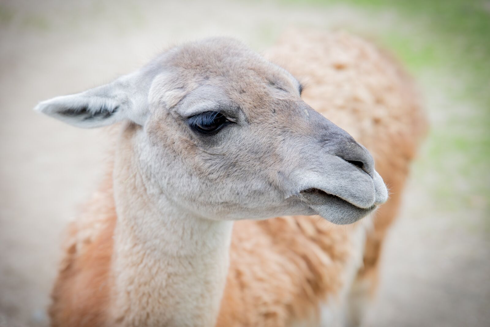 Tamron SP 24-70mm F2.8 Di VC USD sample photo. Wool, lama, animal photography