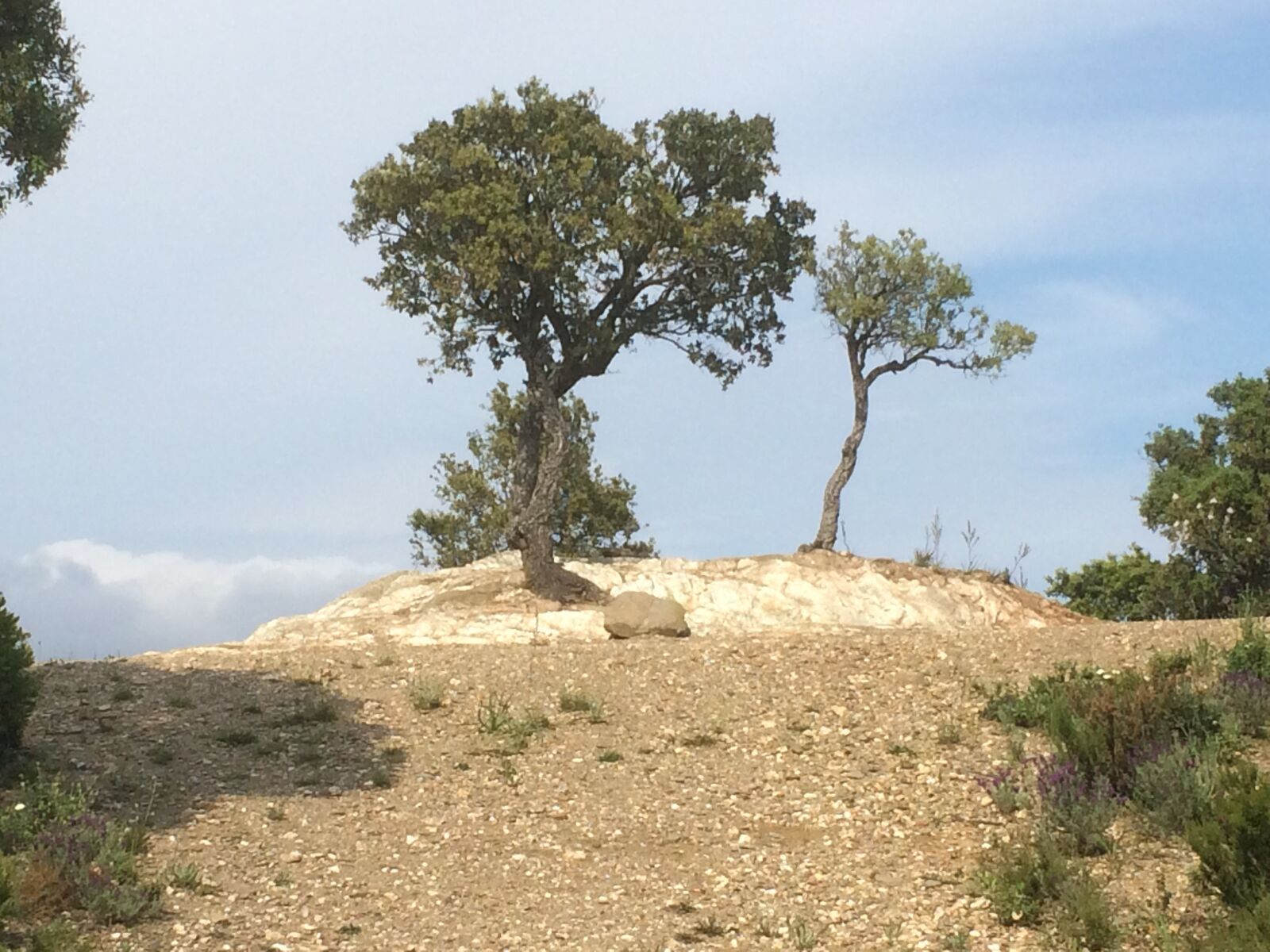 iPhone 5s back camera 4.15mm f/2.2 sample photo. Nature, tree, landscape photography