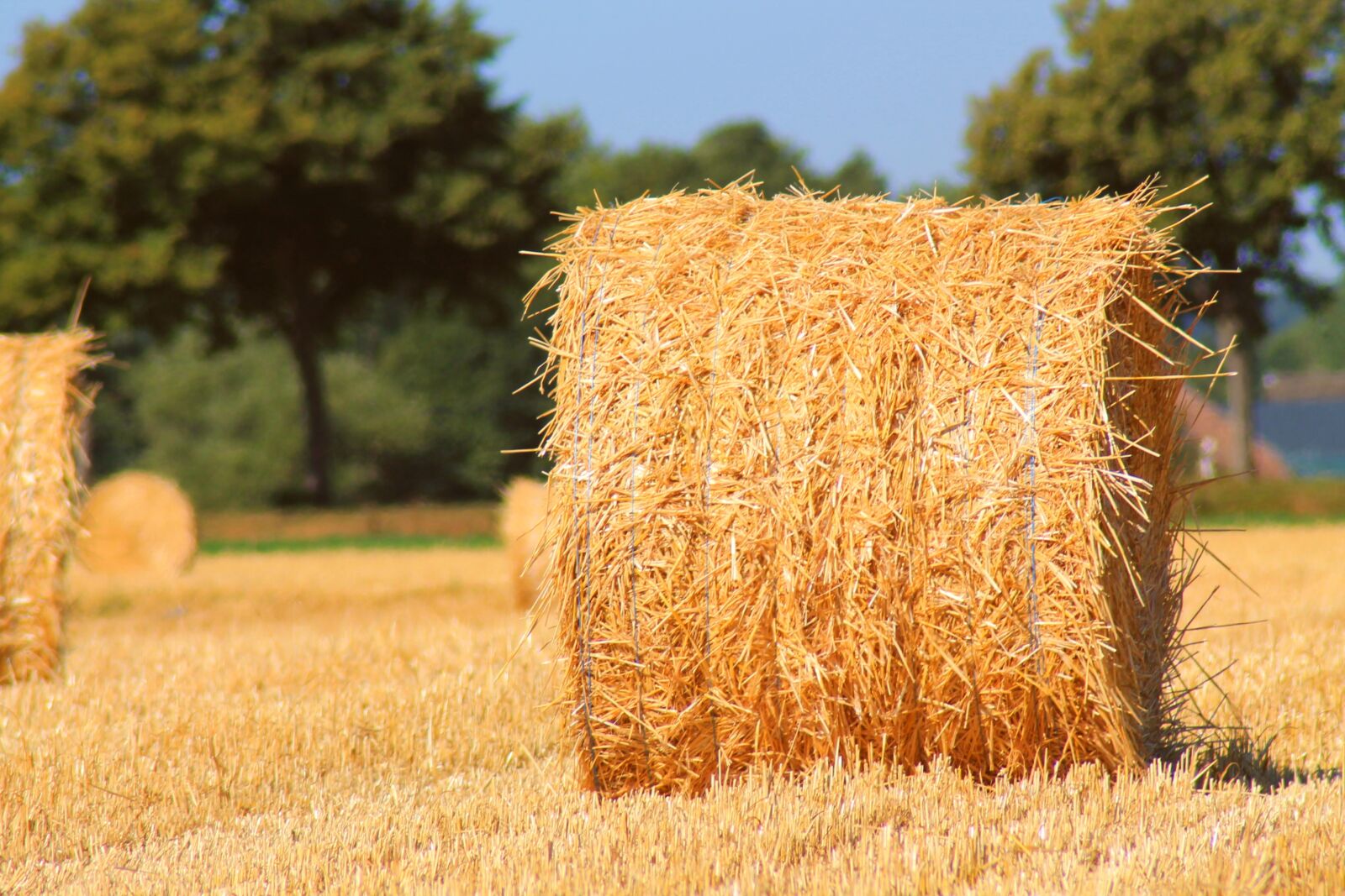 Canon EOS 1100D (EOS Rebel T3 / EOS Kiss X50) sample photo. Straw, harvest, summer photography