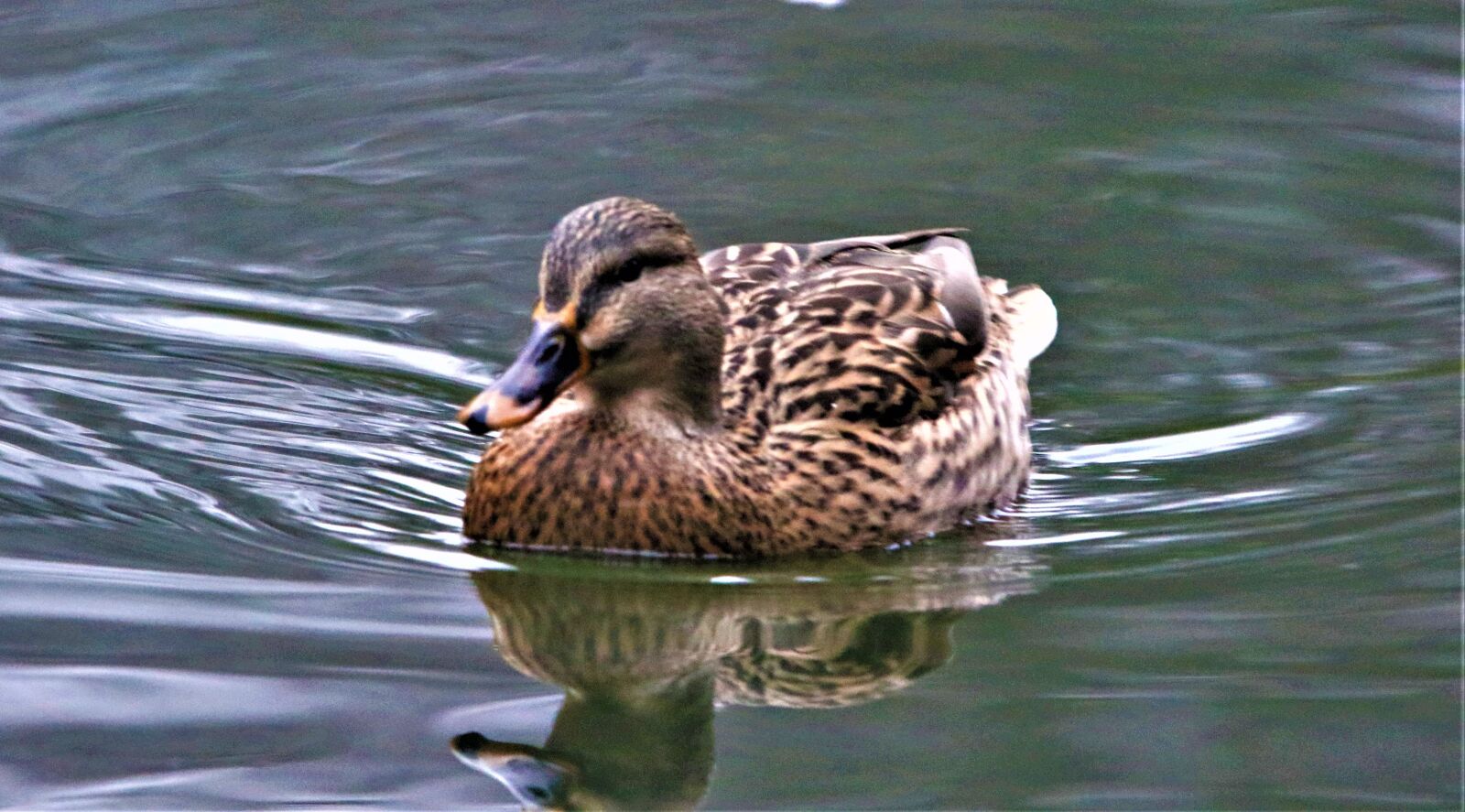 150-600mm F5-6.3 DG OS HSM | Contemporary 015 sample photo. Duck, mallard, waterbird photography