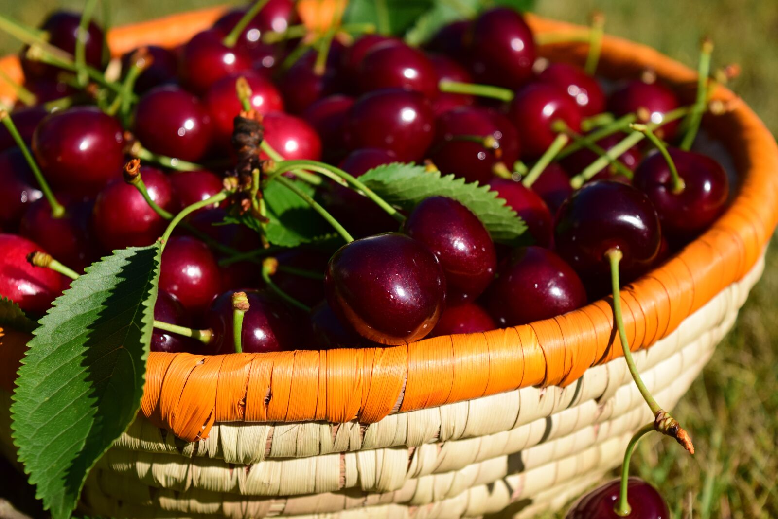 Nikon D3300 sample photo. Cherries, basket, fruit photography