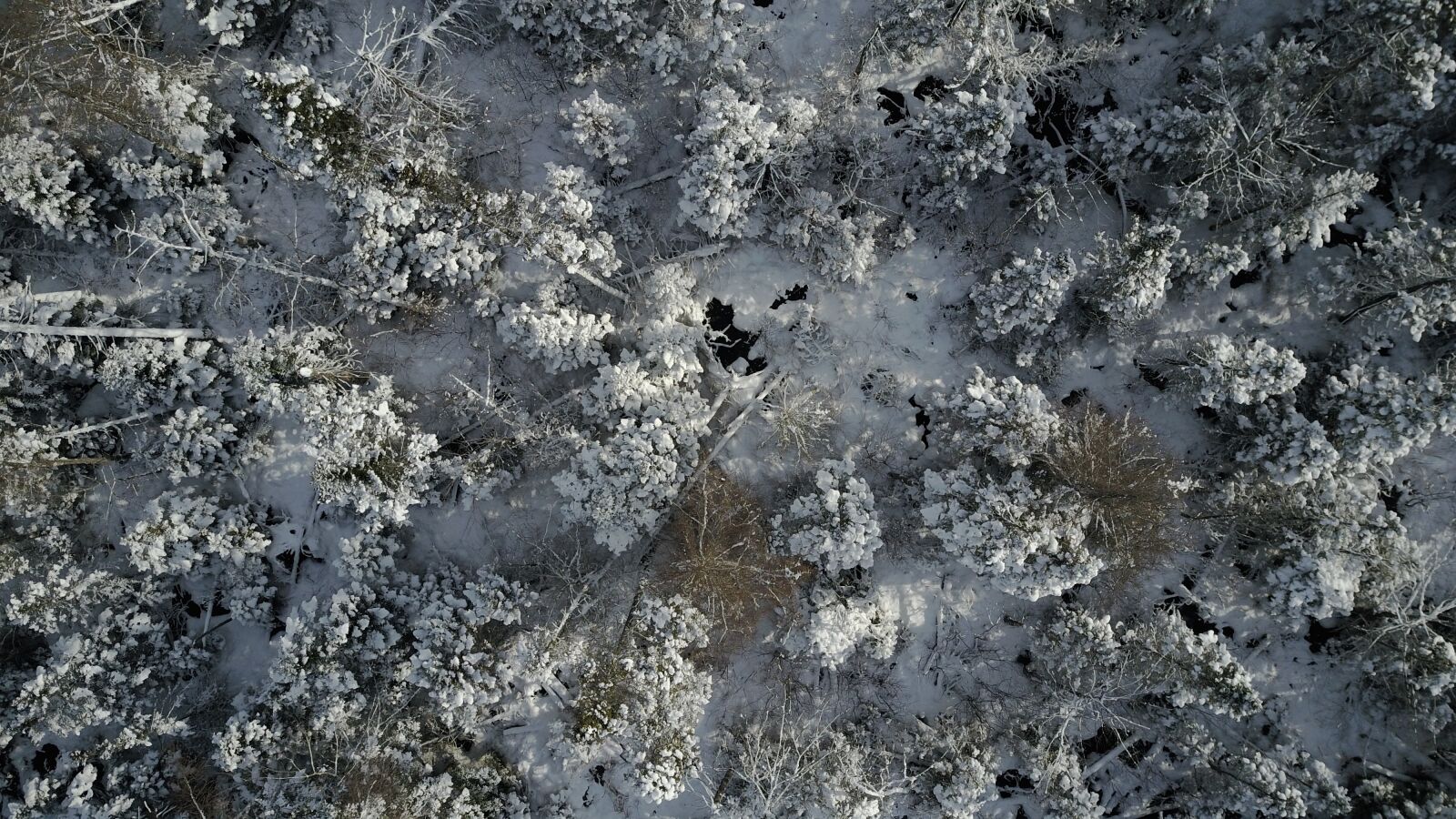 DJI FC220 sample photo. Forrest, winter, drone photography