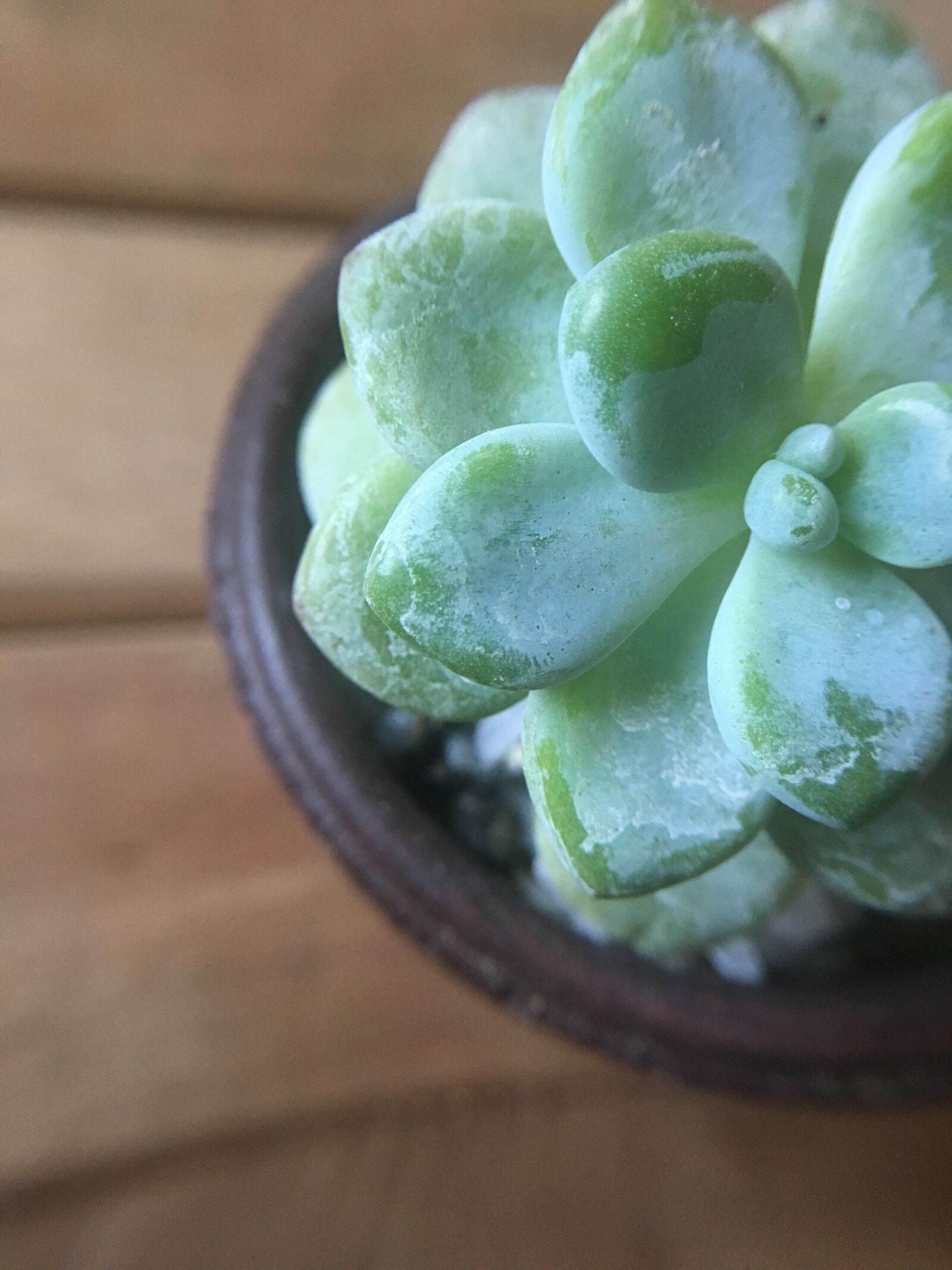 Apple iPhone 6s sample photo. Succulent, plants, green photography