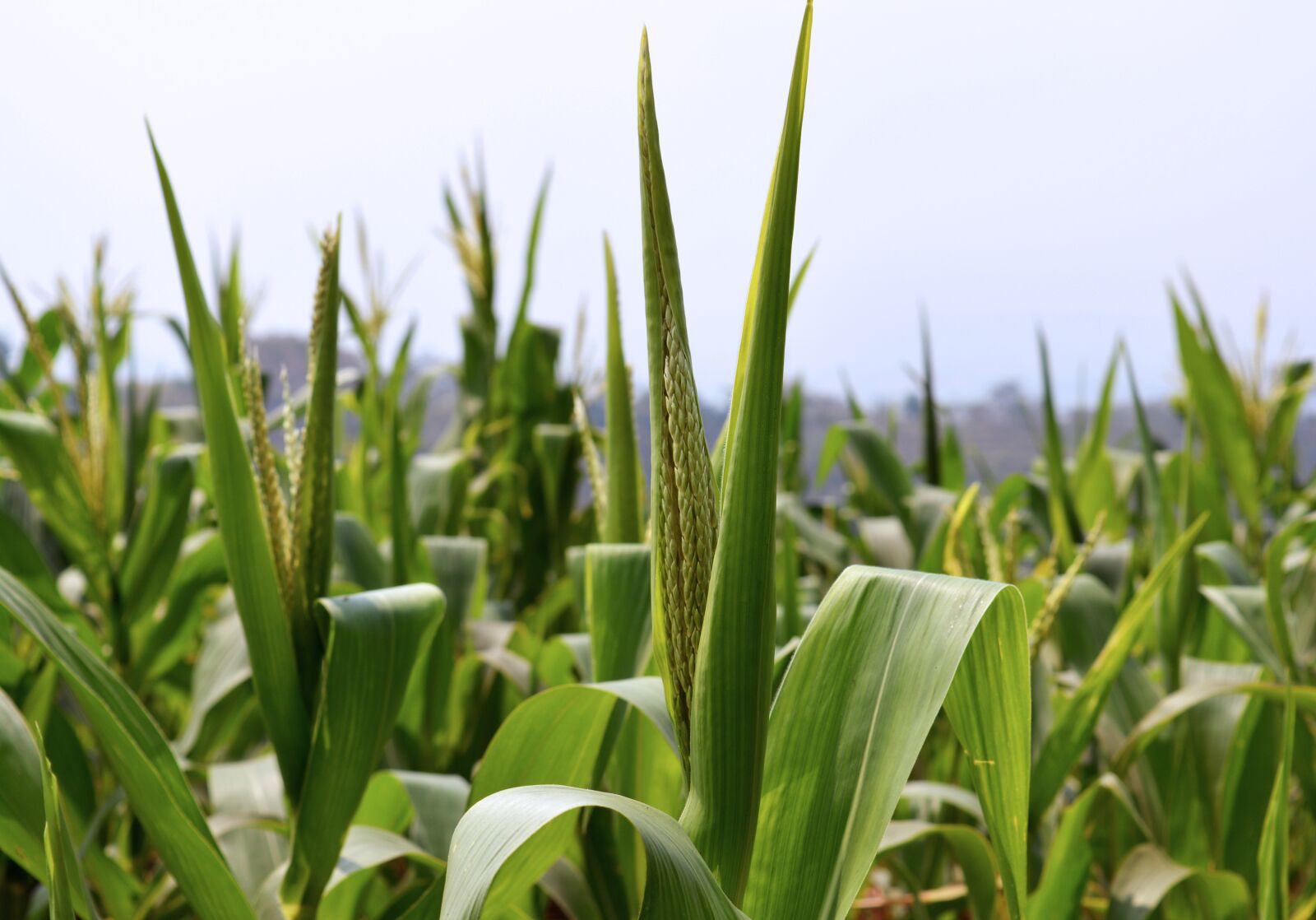 Nikon D5200 sample photo. Cornfield, plant, agriculture photography