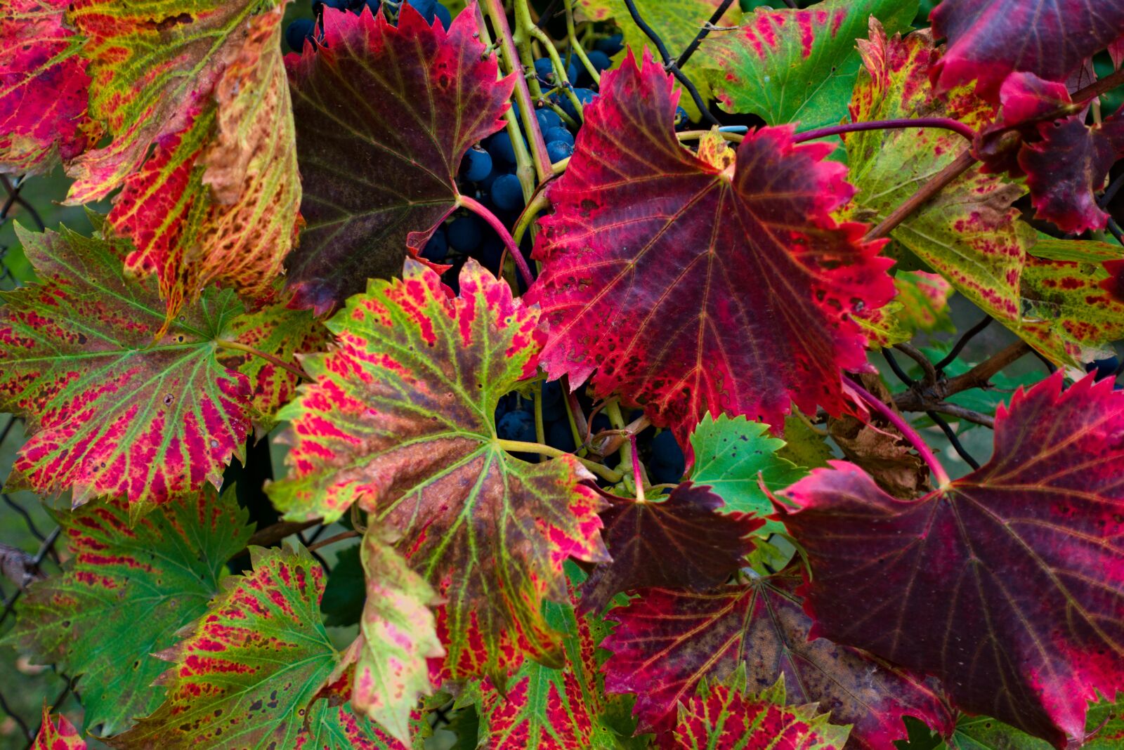 Sony DSC-RX100M5A sample photo. Vine, leaves, purple photography